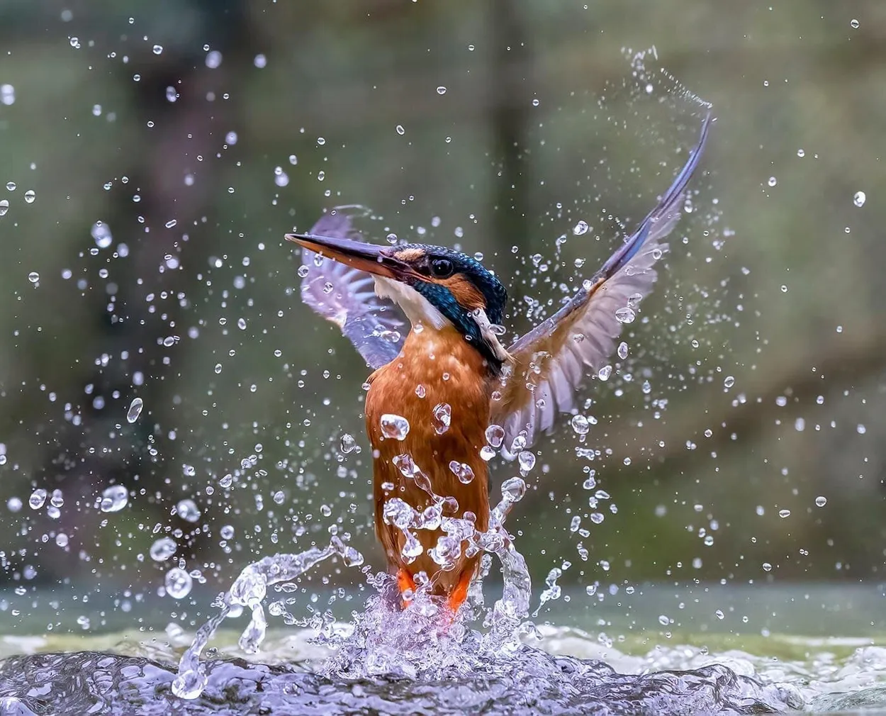 Entry 13724631