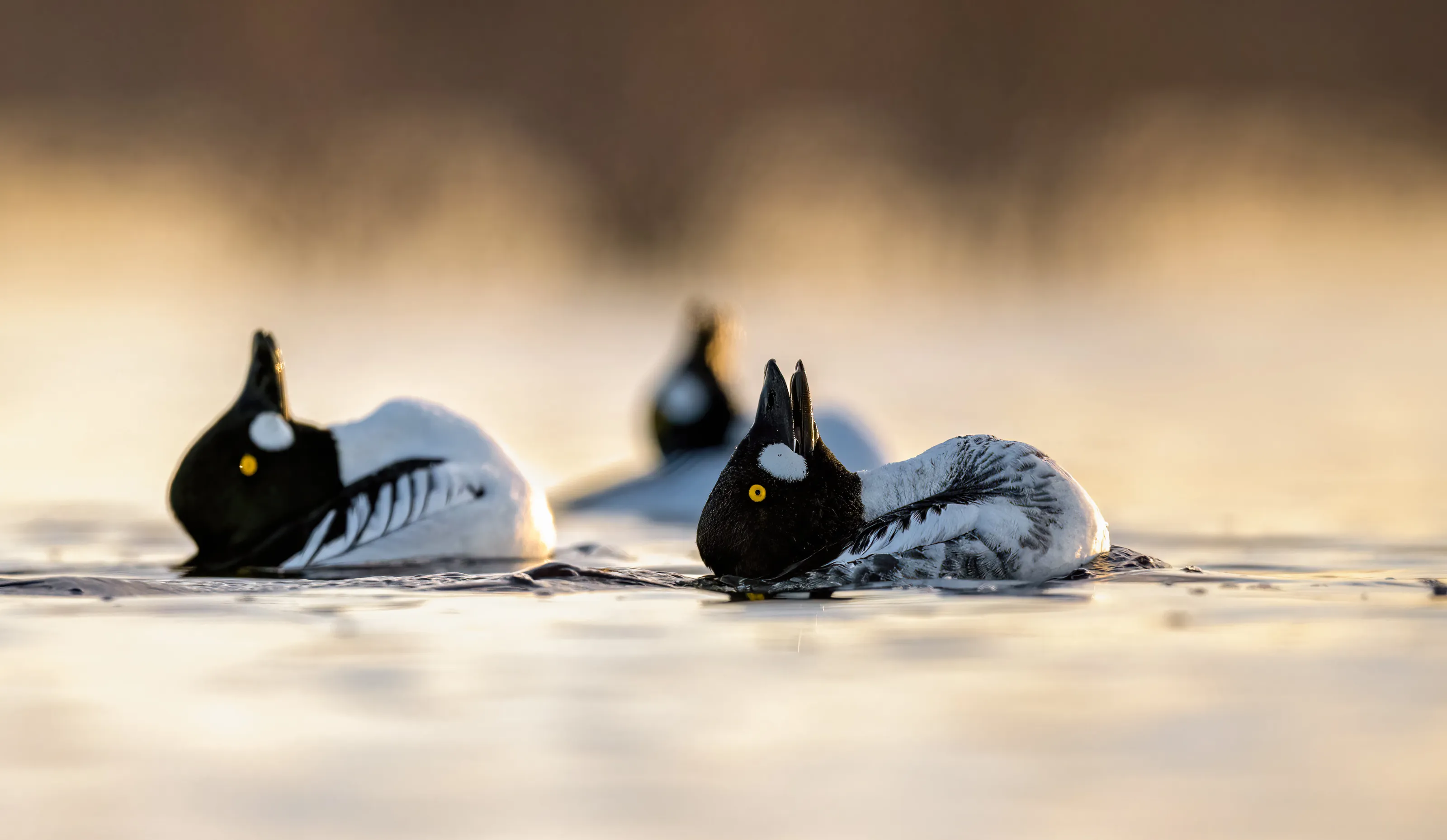 Competitive Bird Yoga