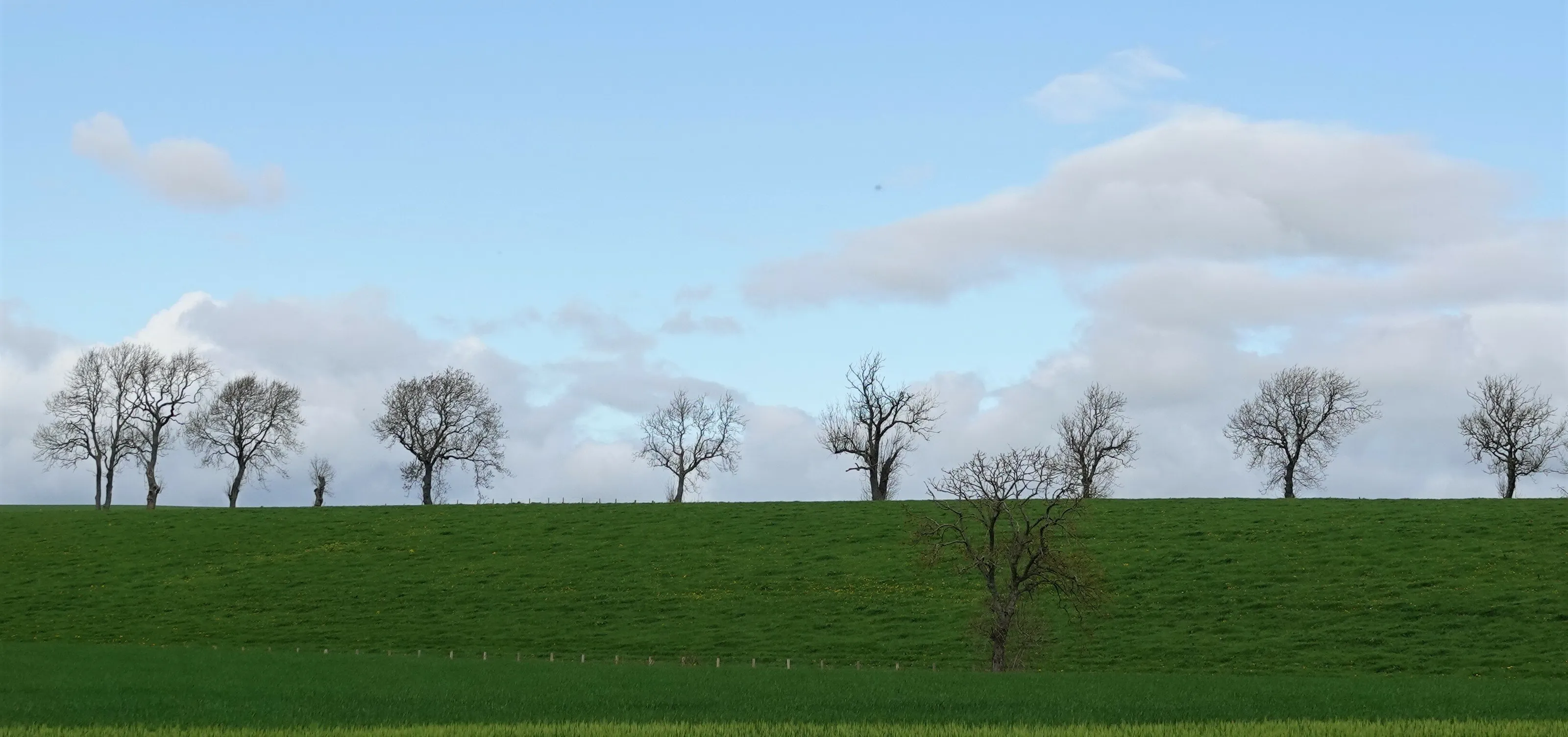 Trees