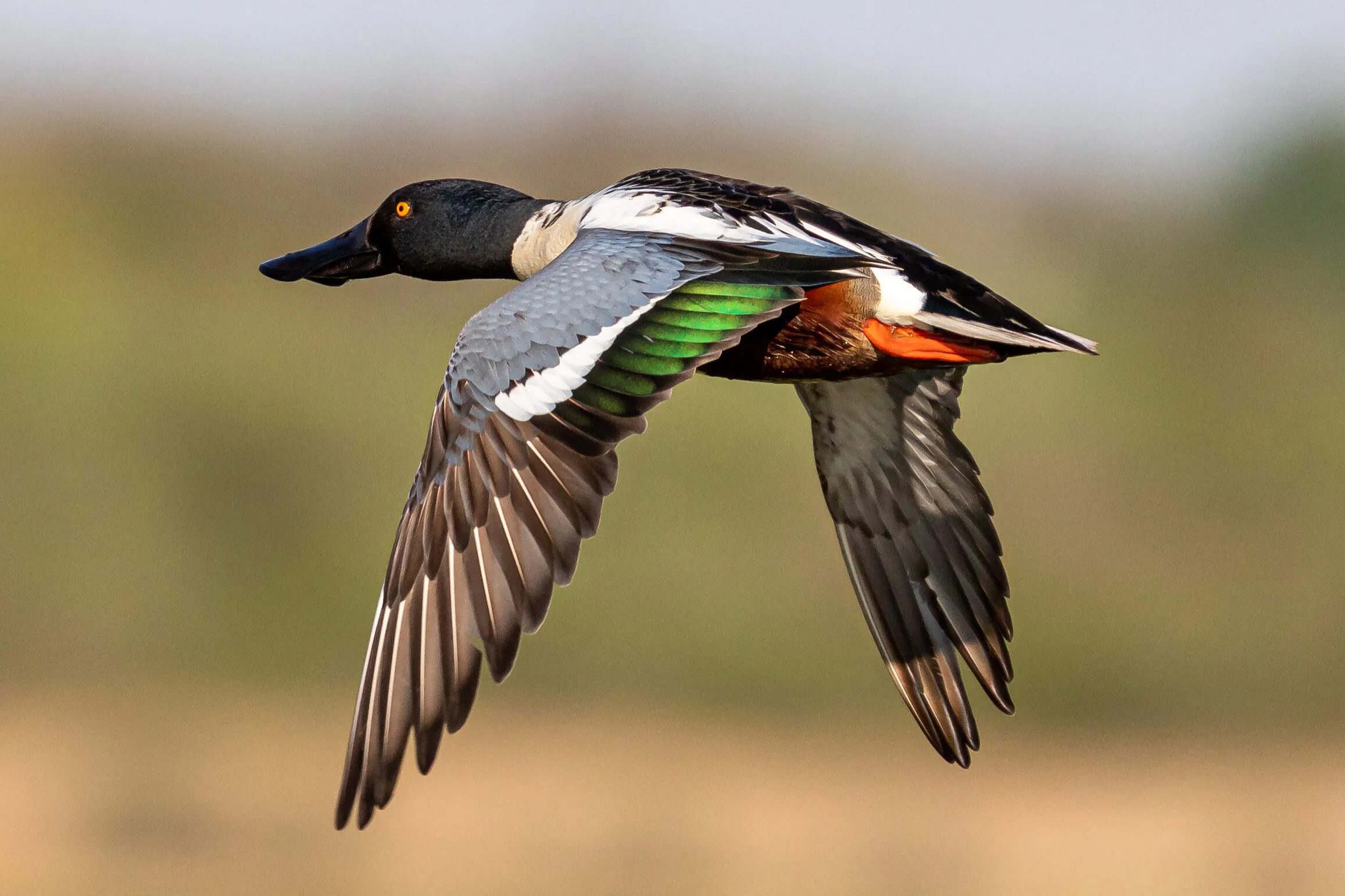 Shoveler in flight