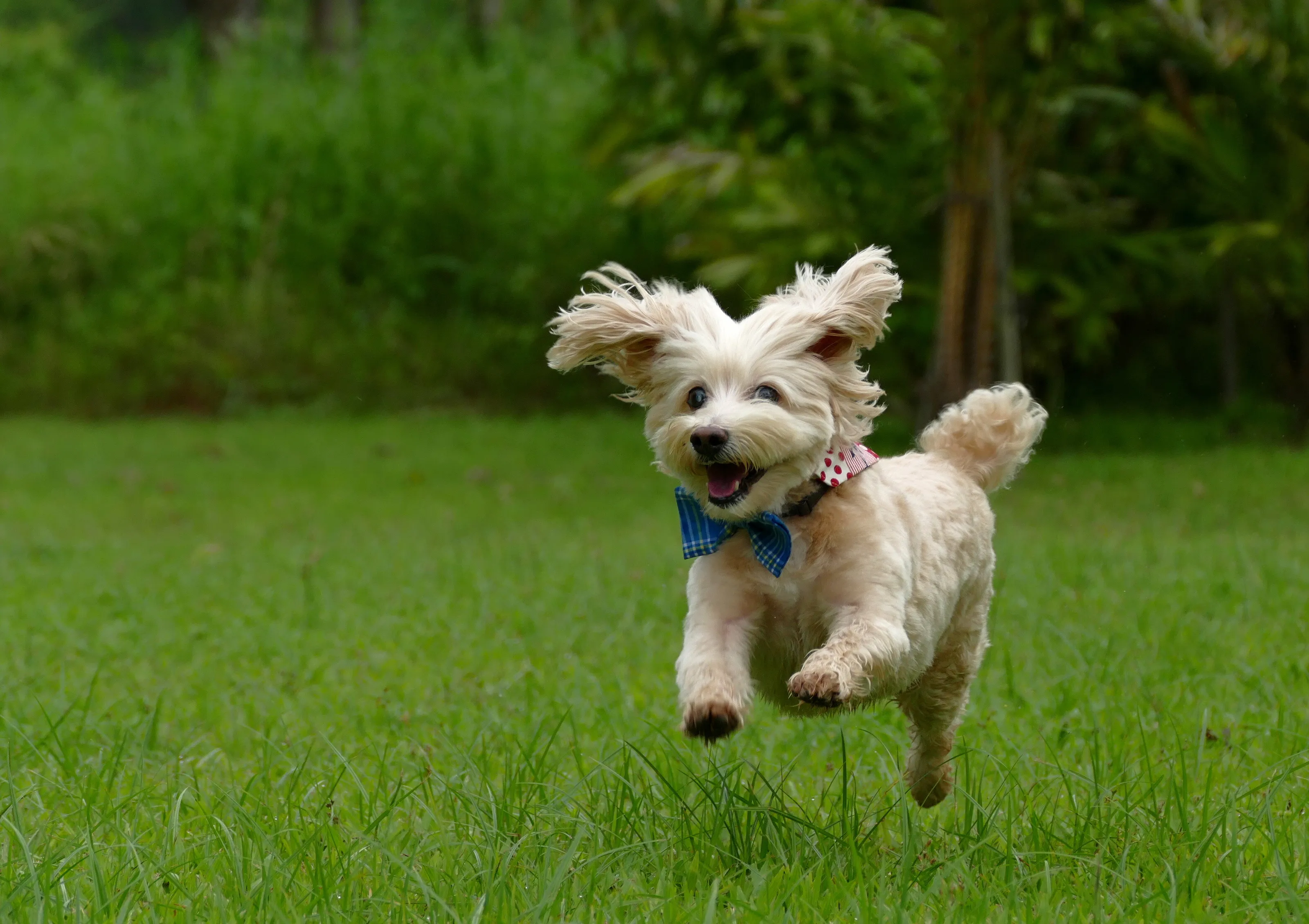 Wild and Free