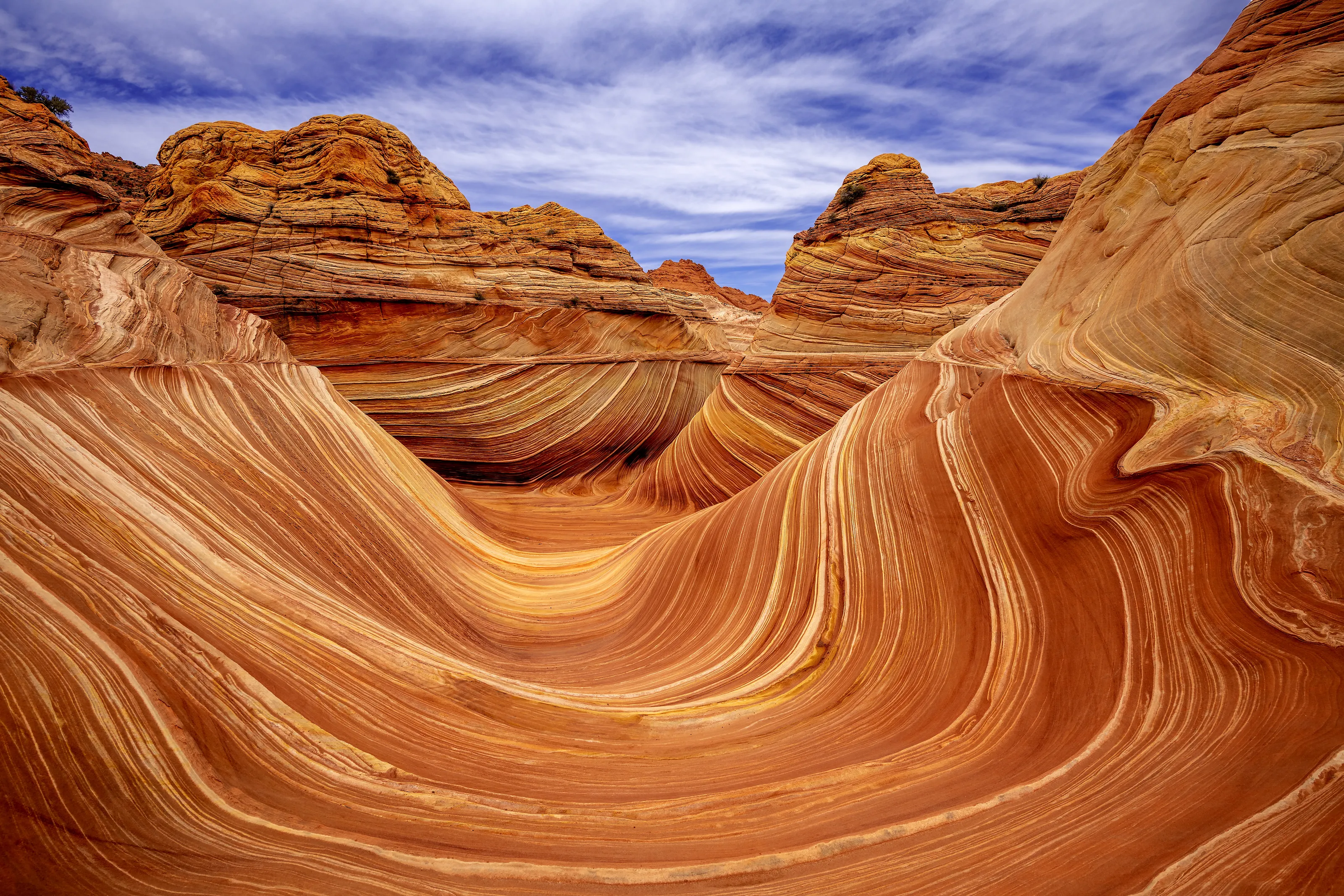 The Wave