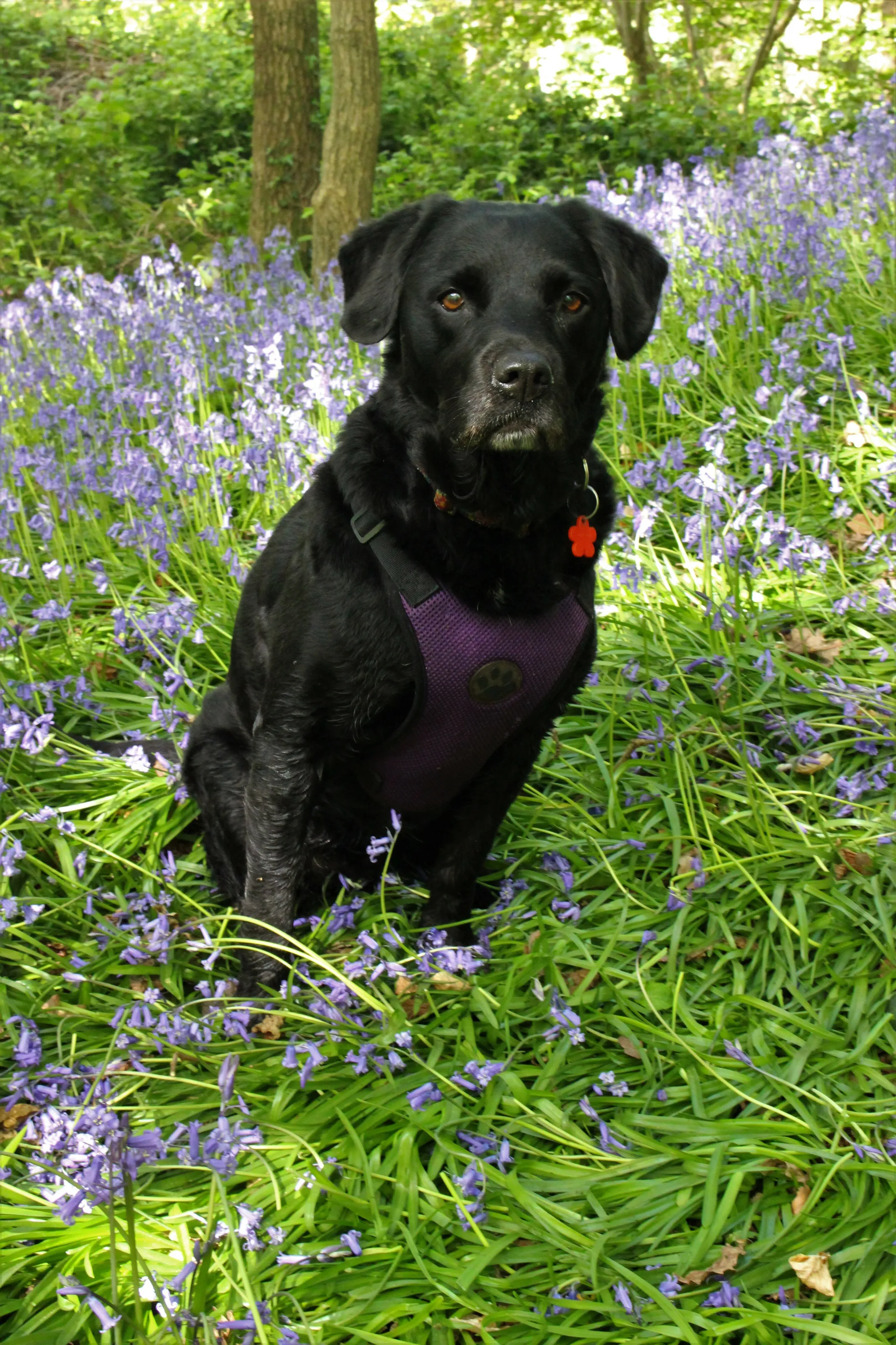 Bella in Bluebells