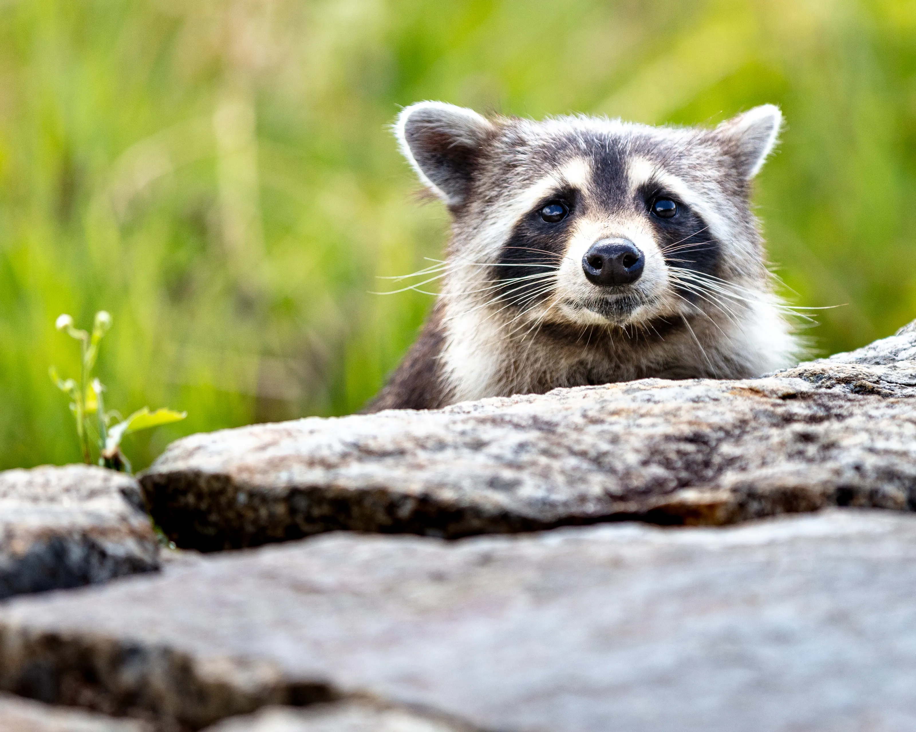 Bandits Among Us