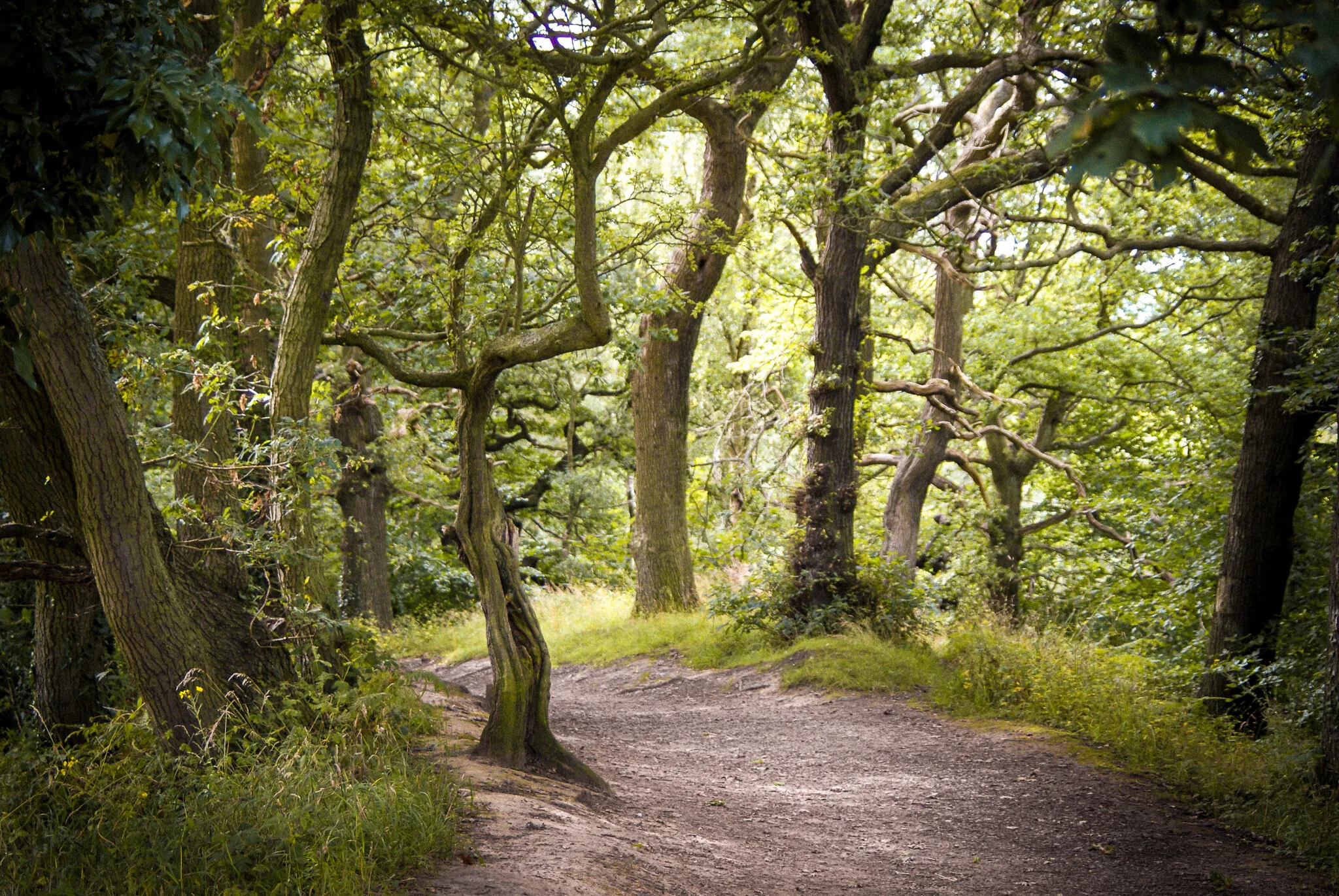 Forests and Woodlands