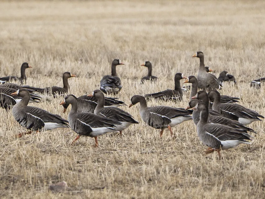 Greater White Fronted Geese