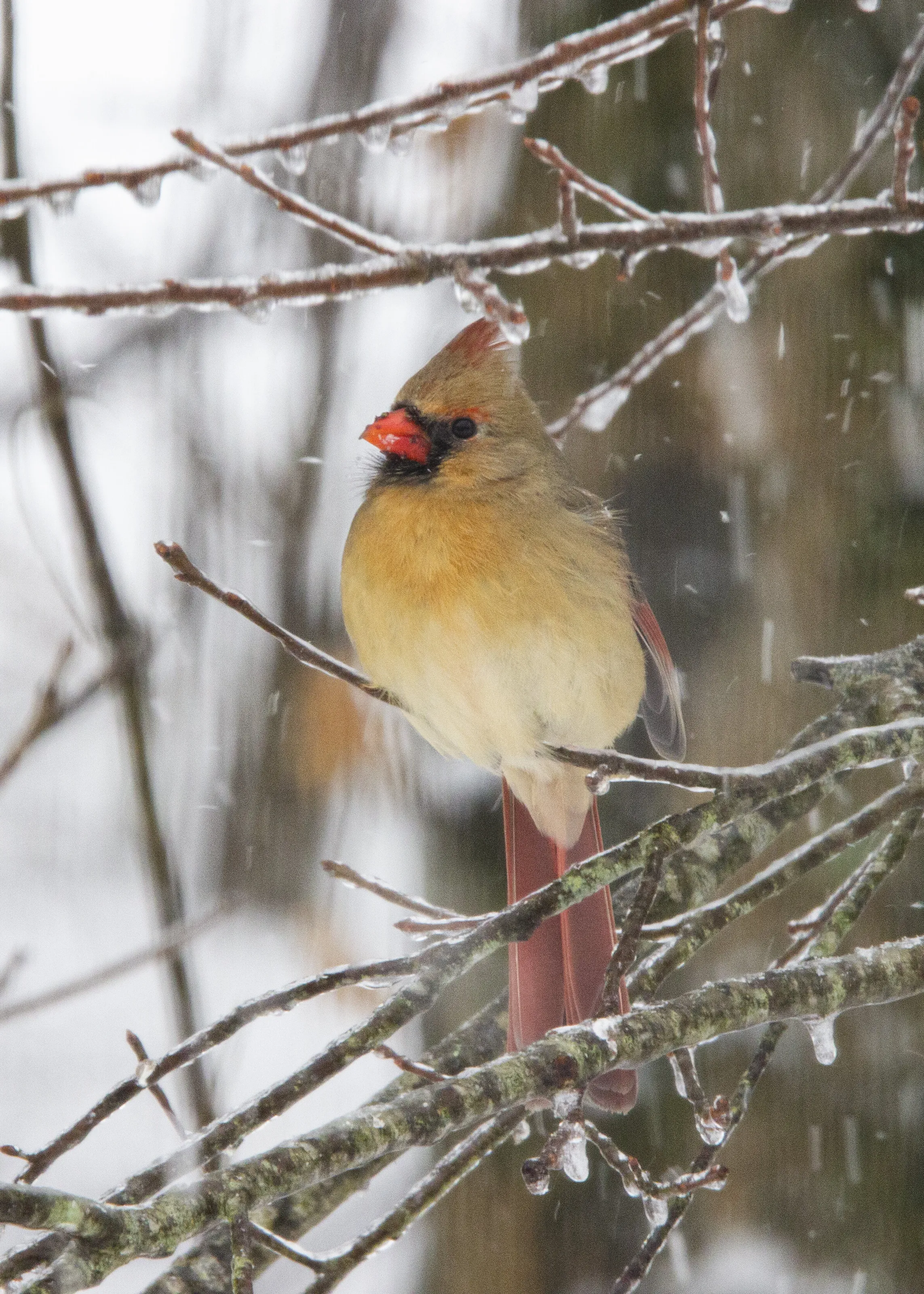 Femal Cardinal in Winter