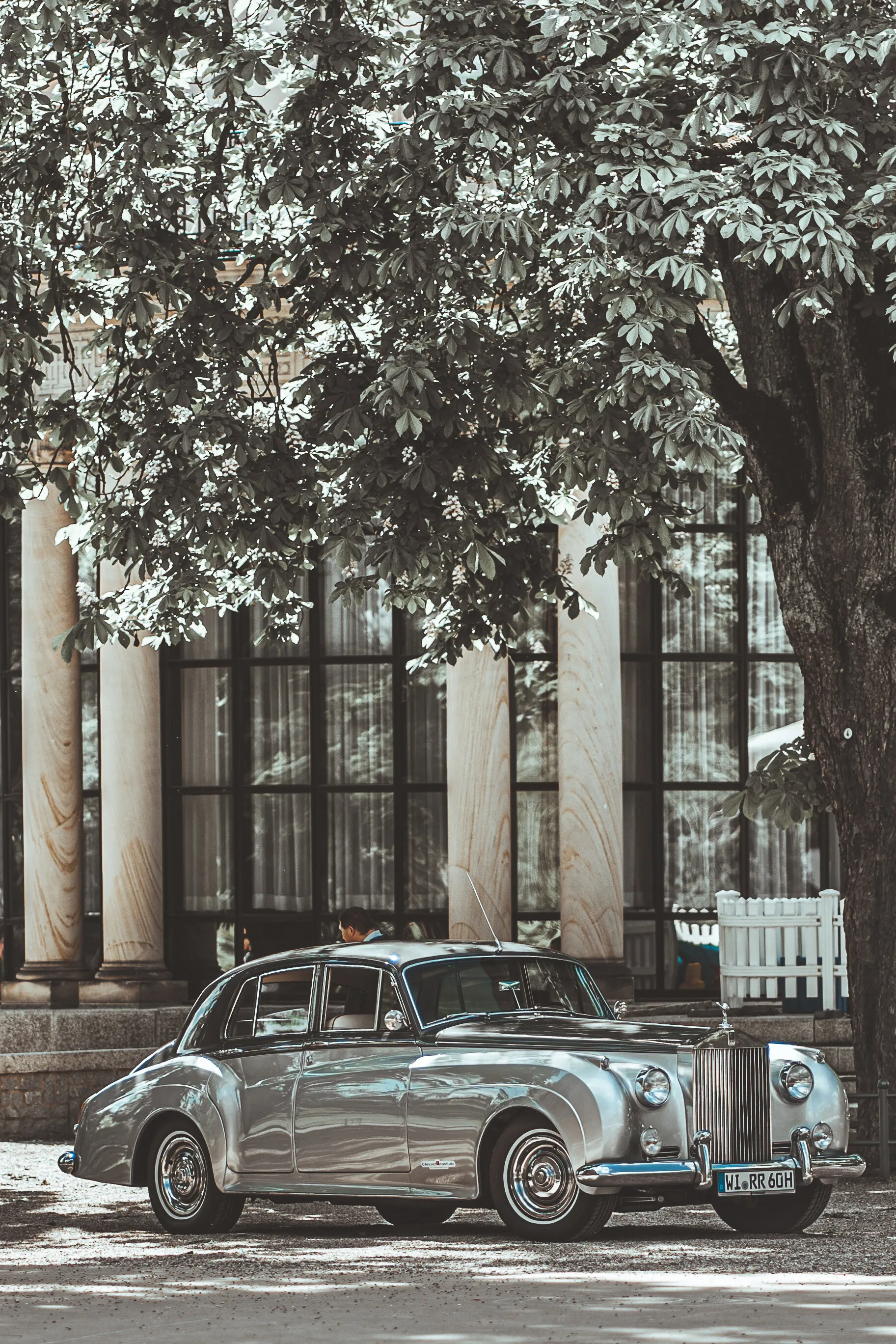RR classic cat
