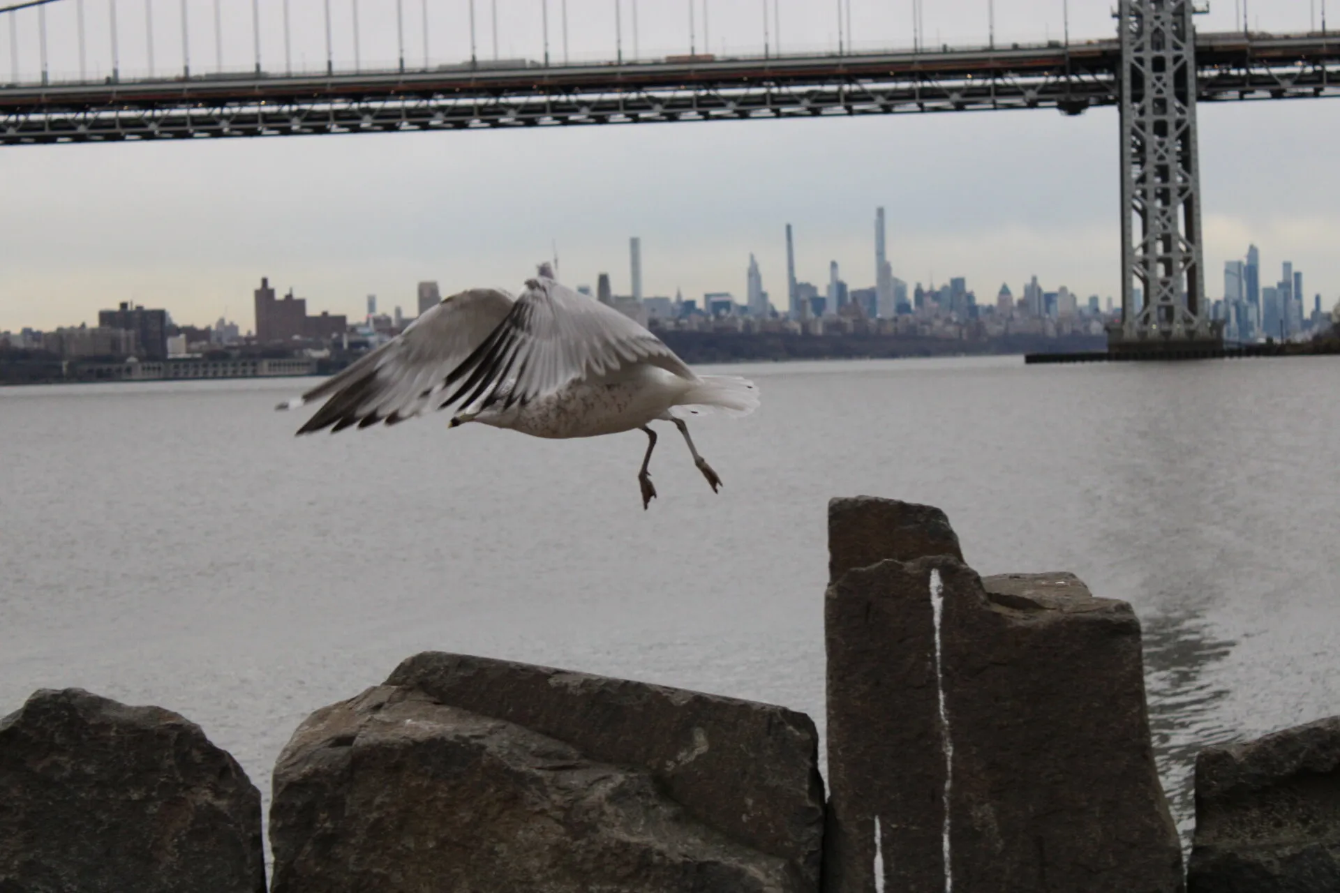 Seagull on the Hudson