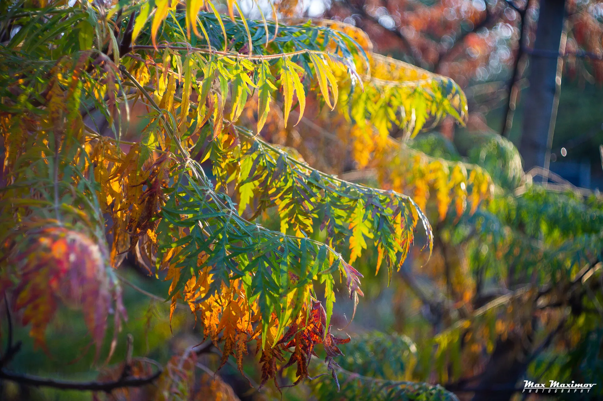 Beautiful colors of autumn