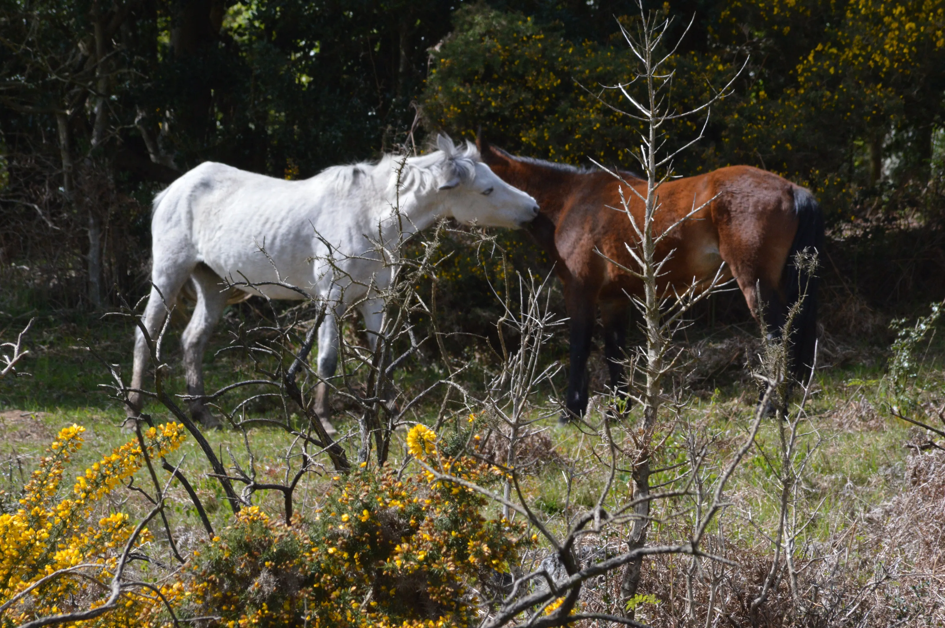 horse love