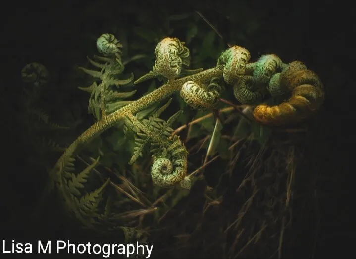 Fern curls