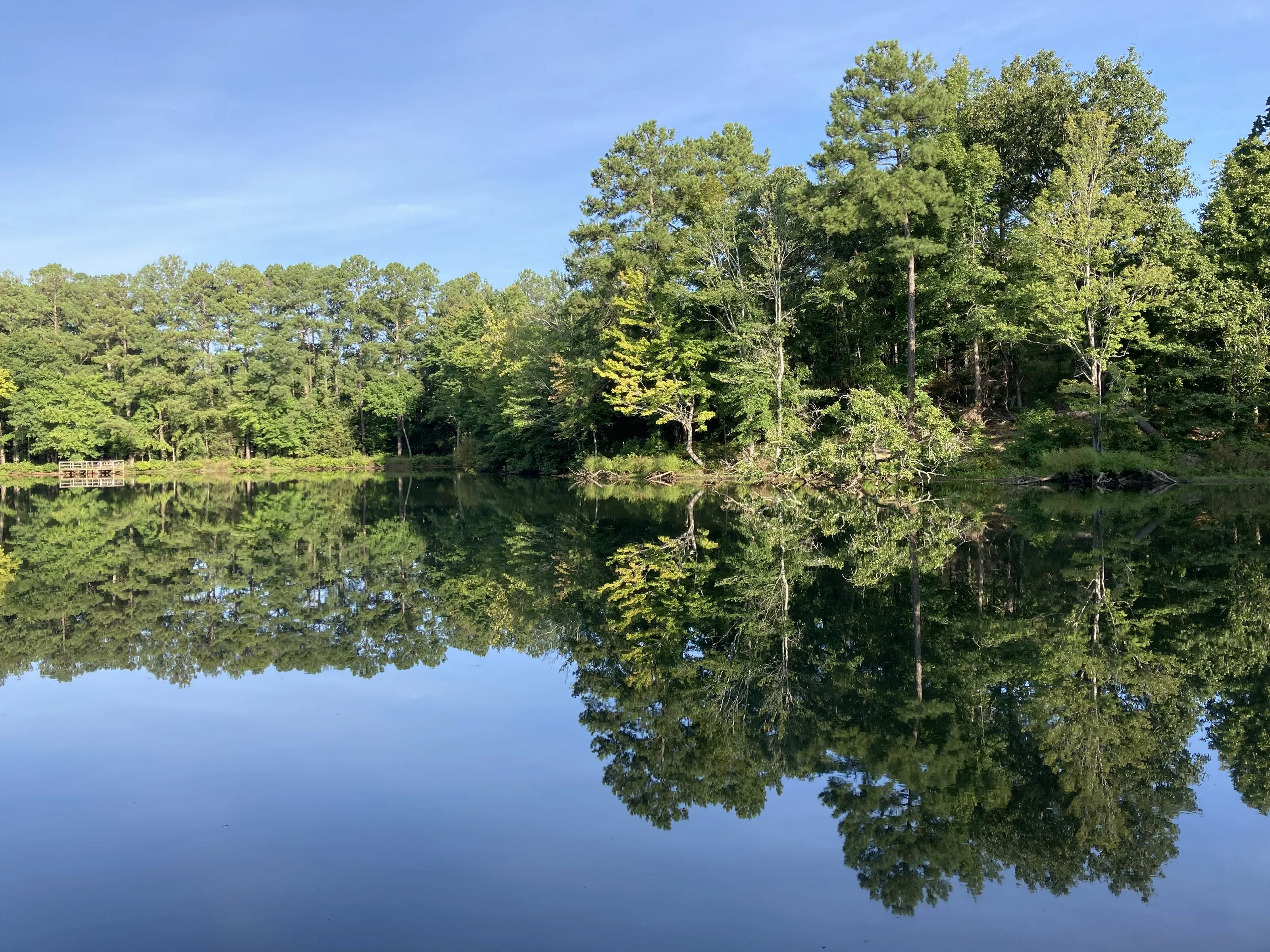 Summer Reflections