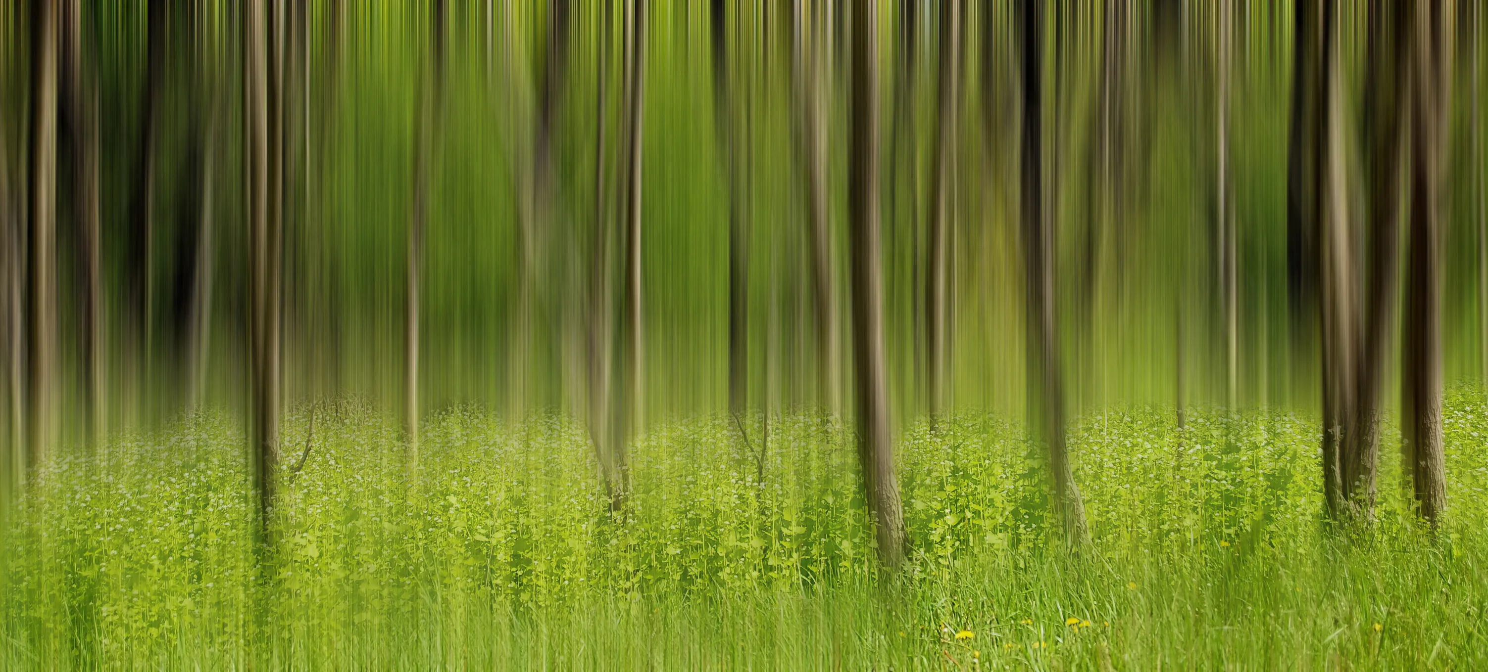 Dream Forest