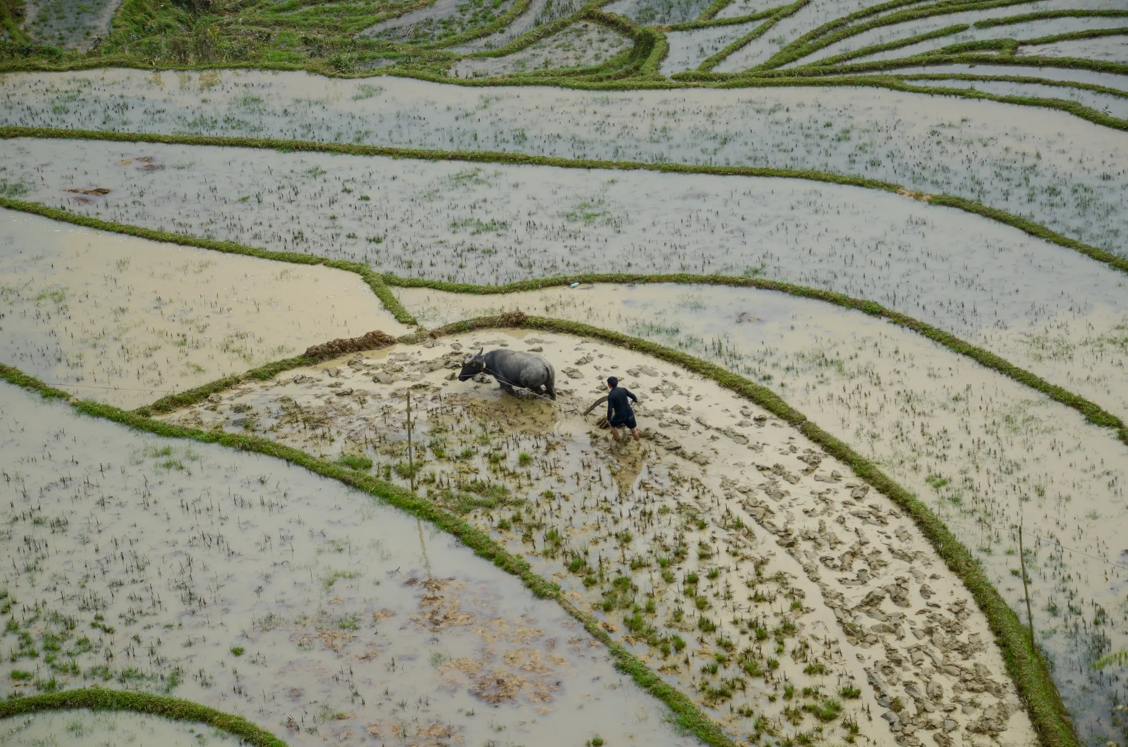 Ploughing the field