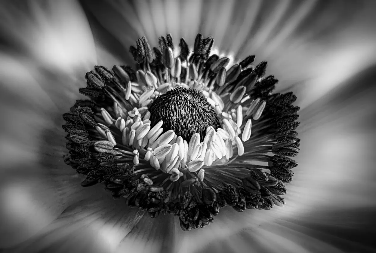 Entry 12810658