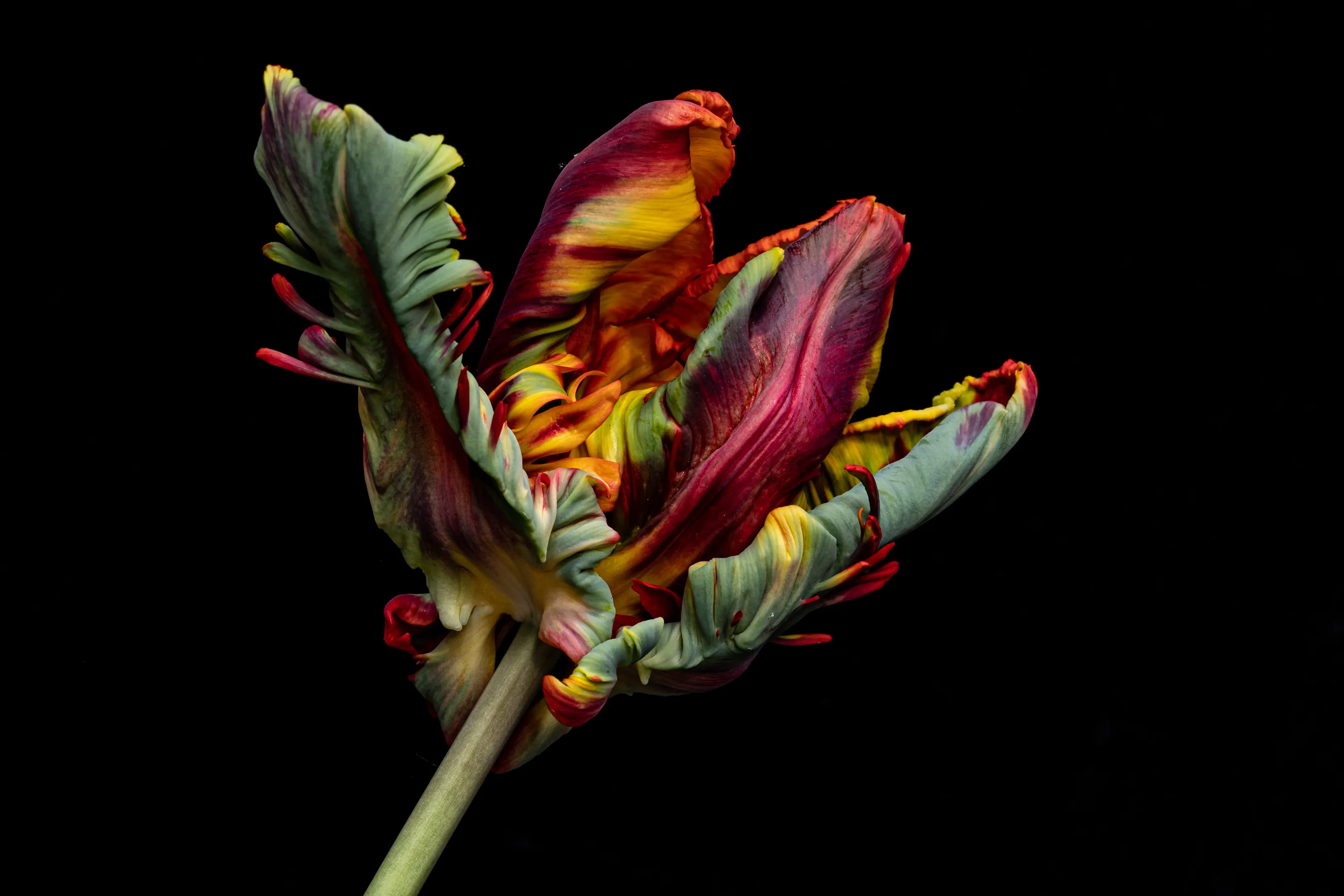 A single flower