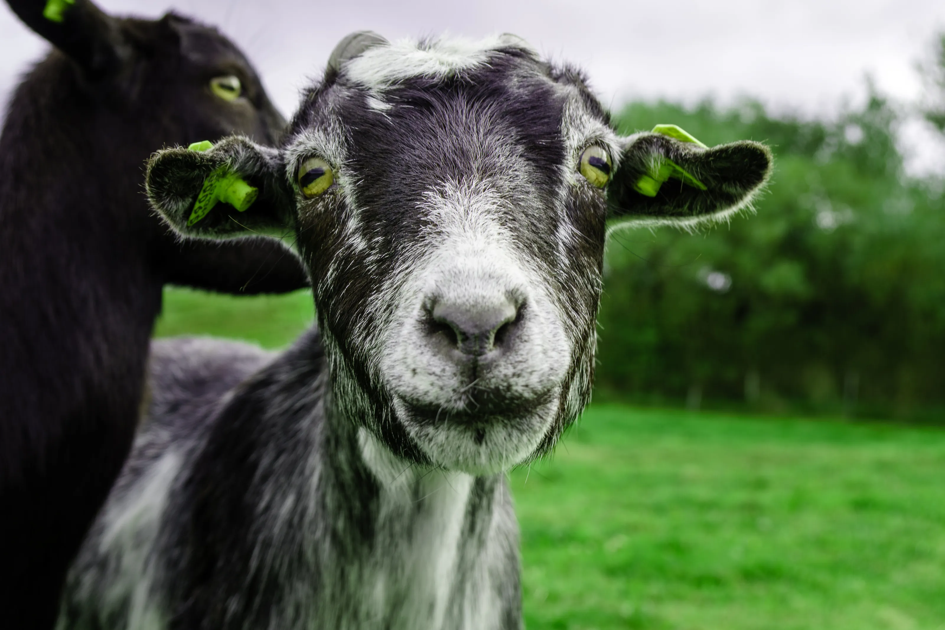Goat on the loose