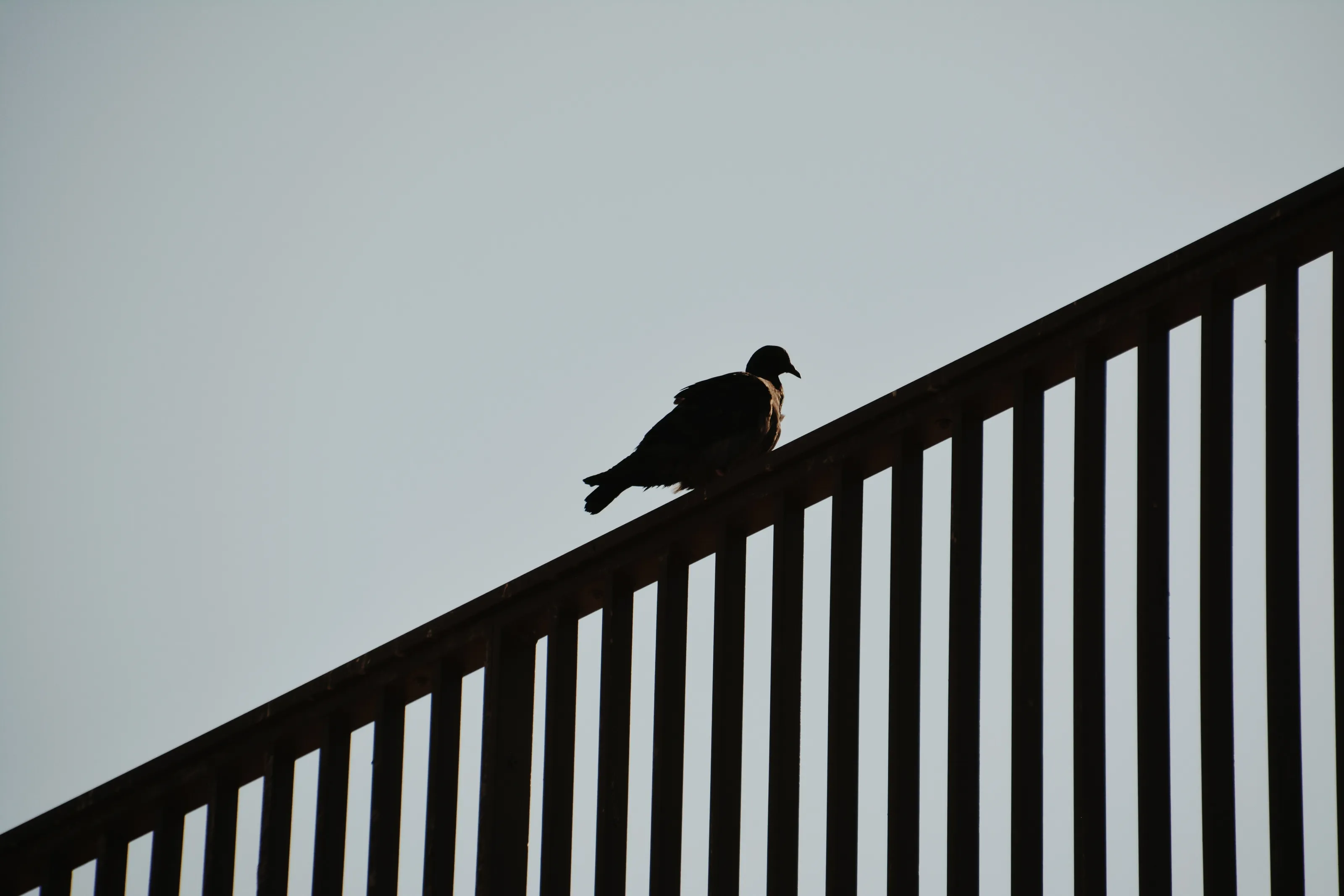 Urban bird
