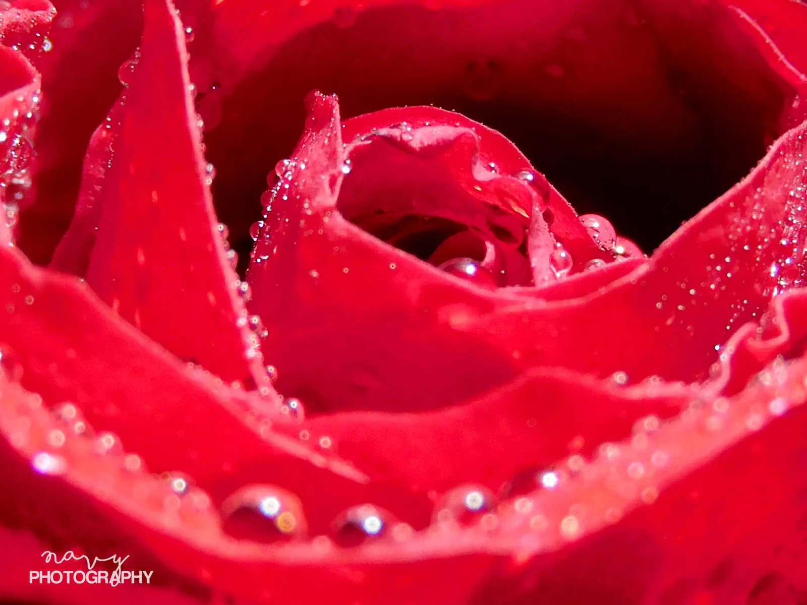 Roses