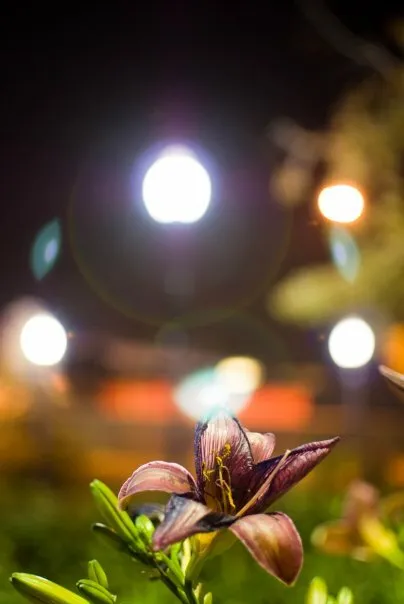 Wandering at night