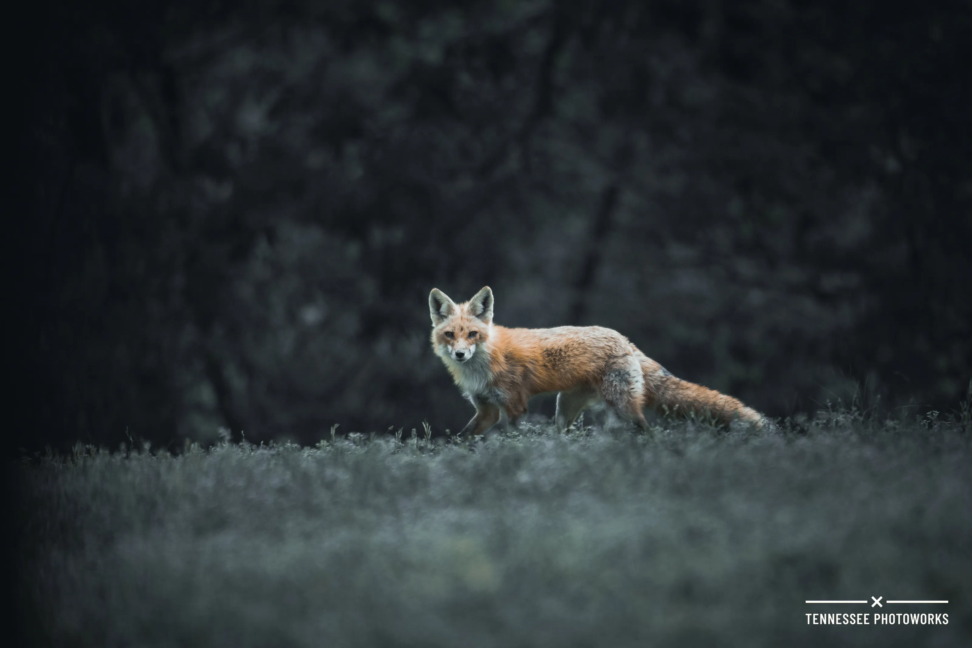 Foxes