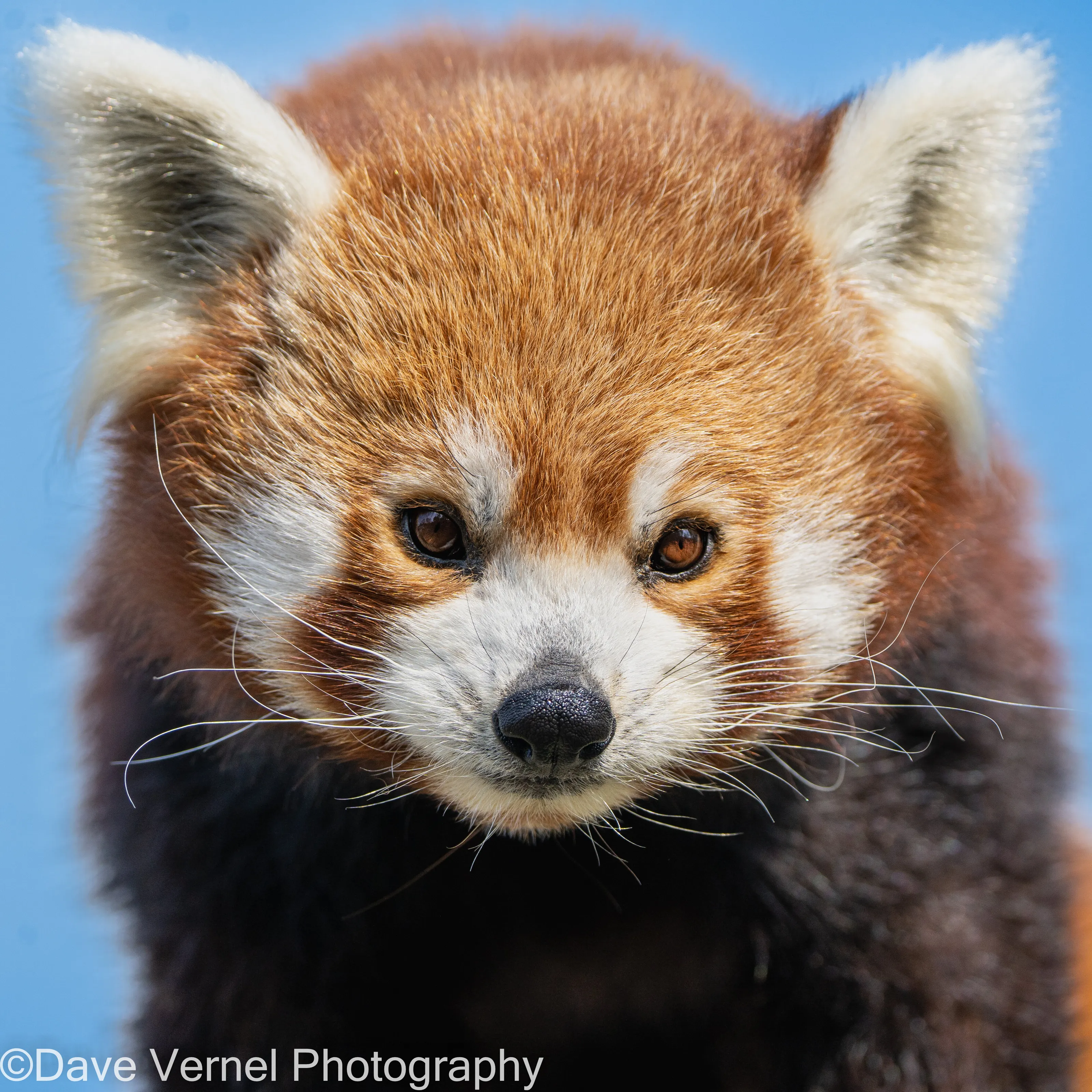 Beautiful Red panda, Mai Xlang
