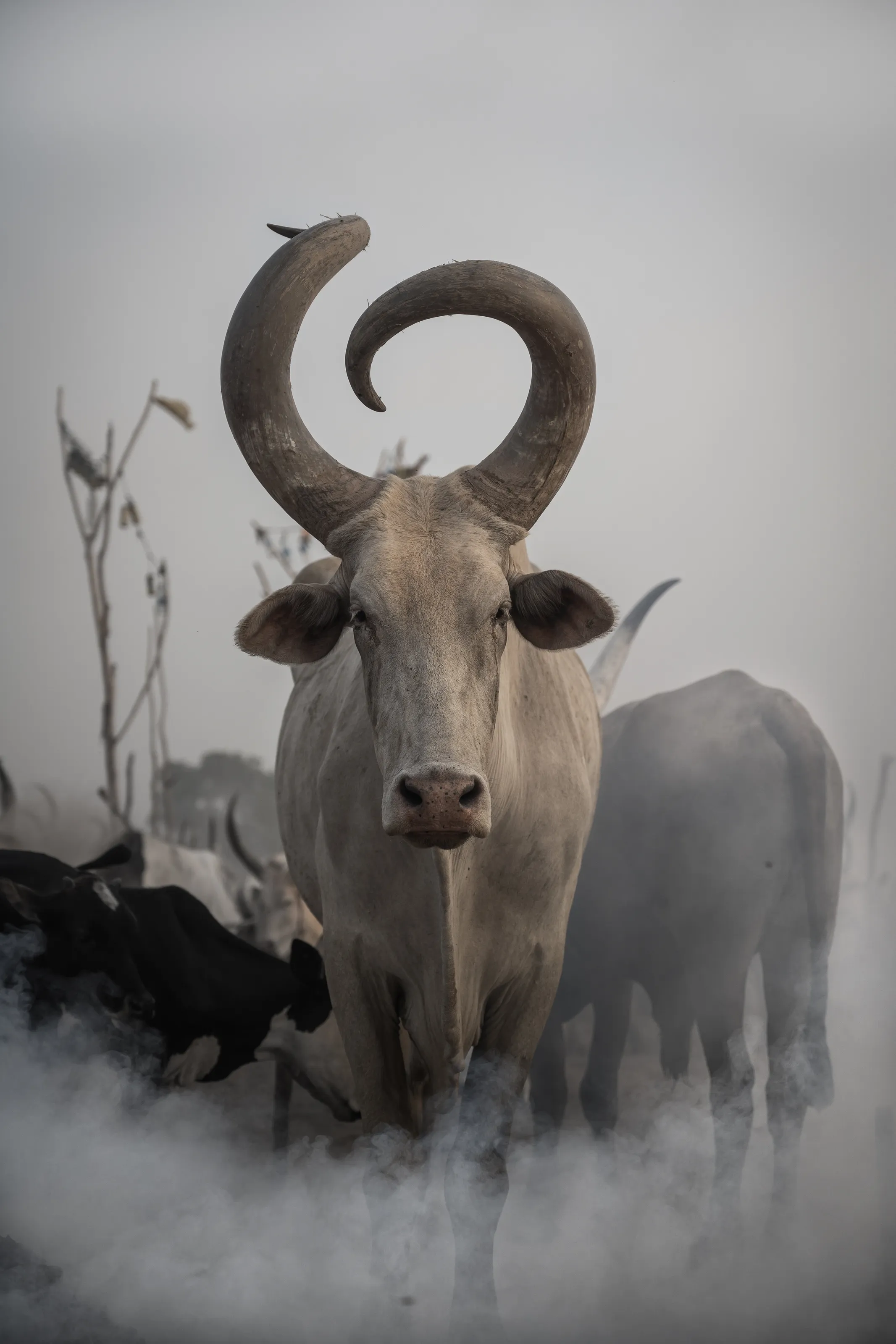 Mundari Bull