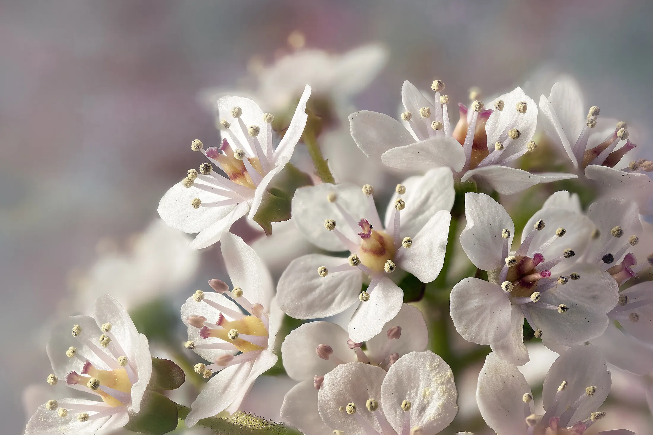 Apple Blossom