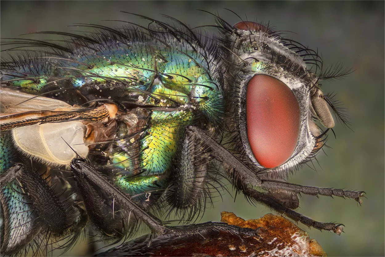 The Greenbottle Fly