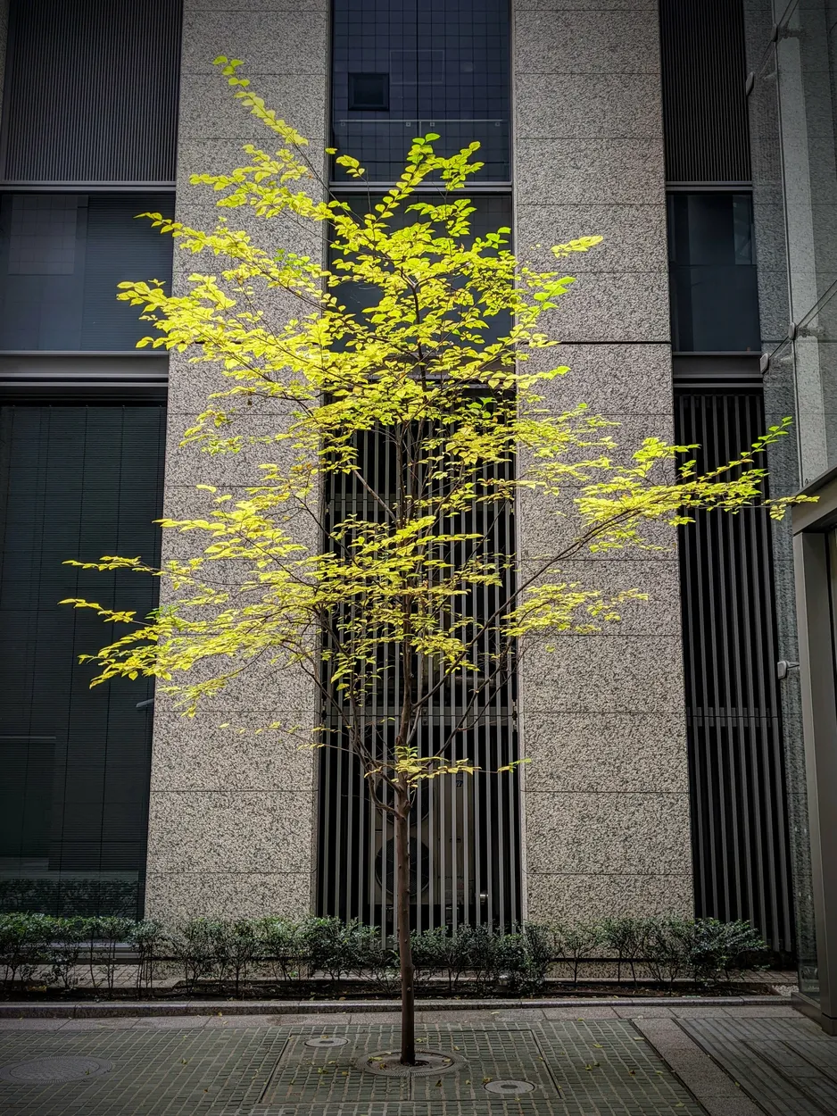 Entry 12826061