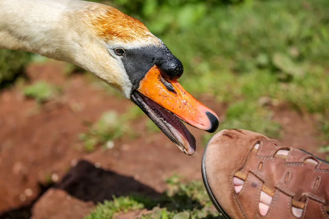 Entry 16420686