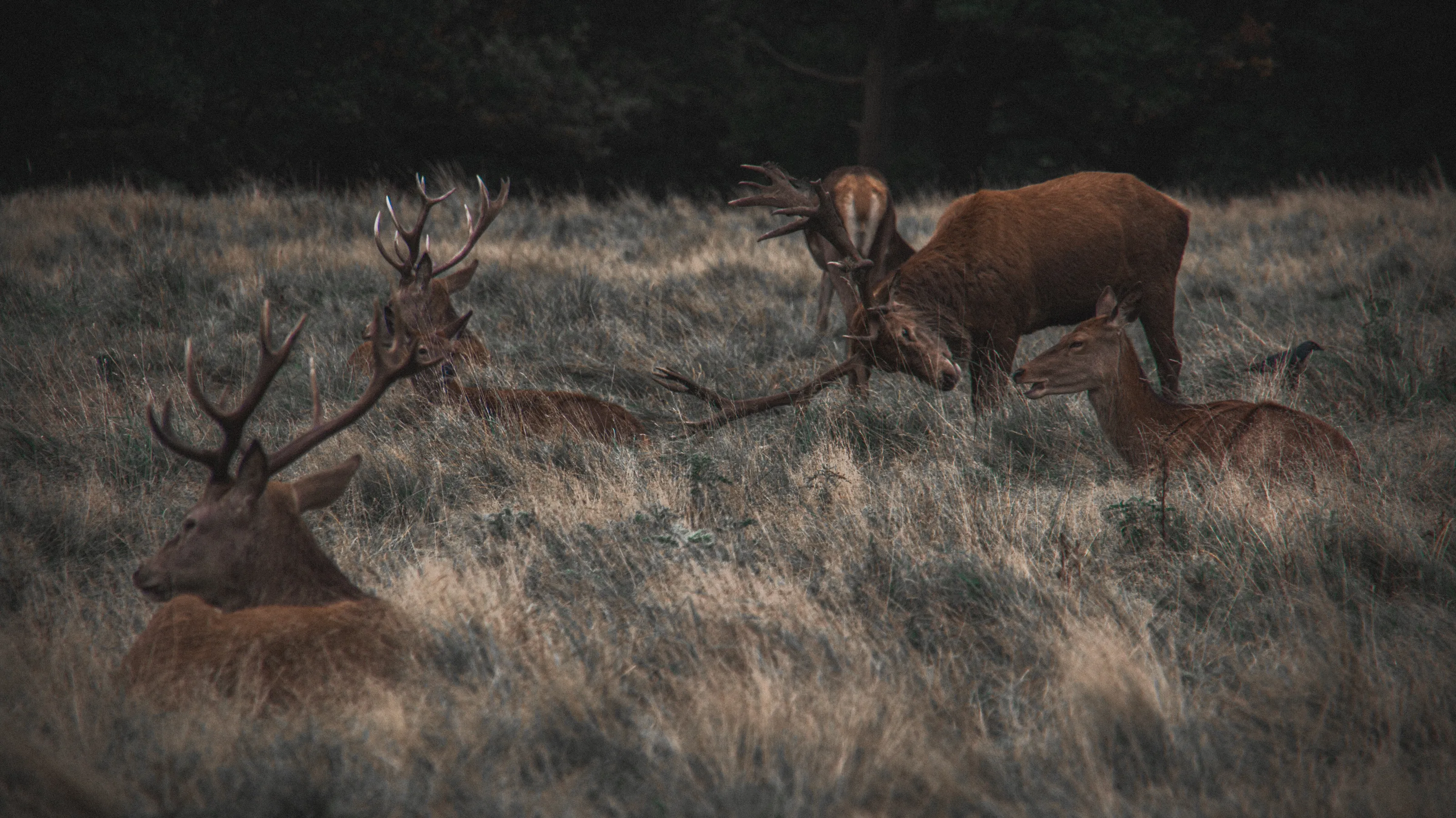 Red deer in Richmond Park