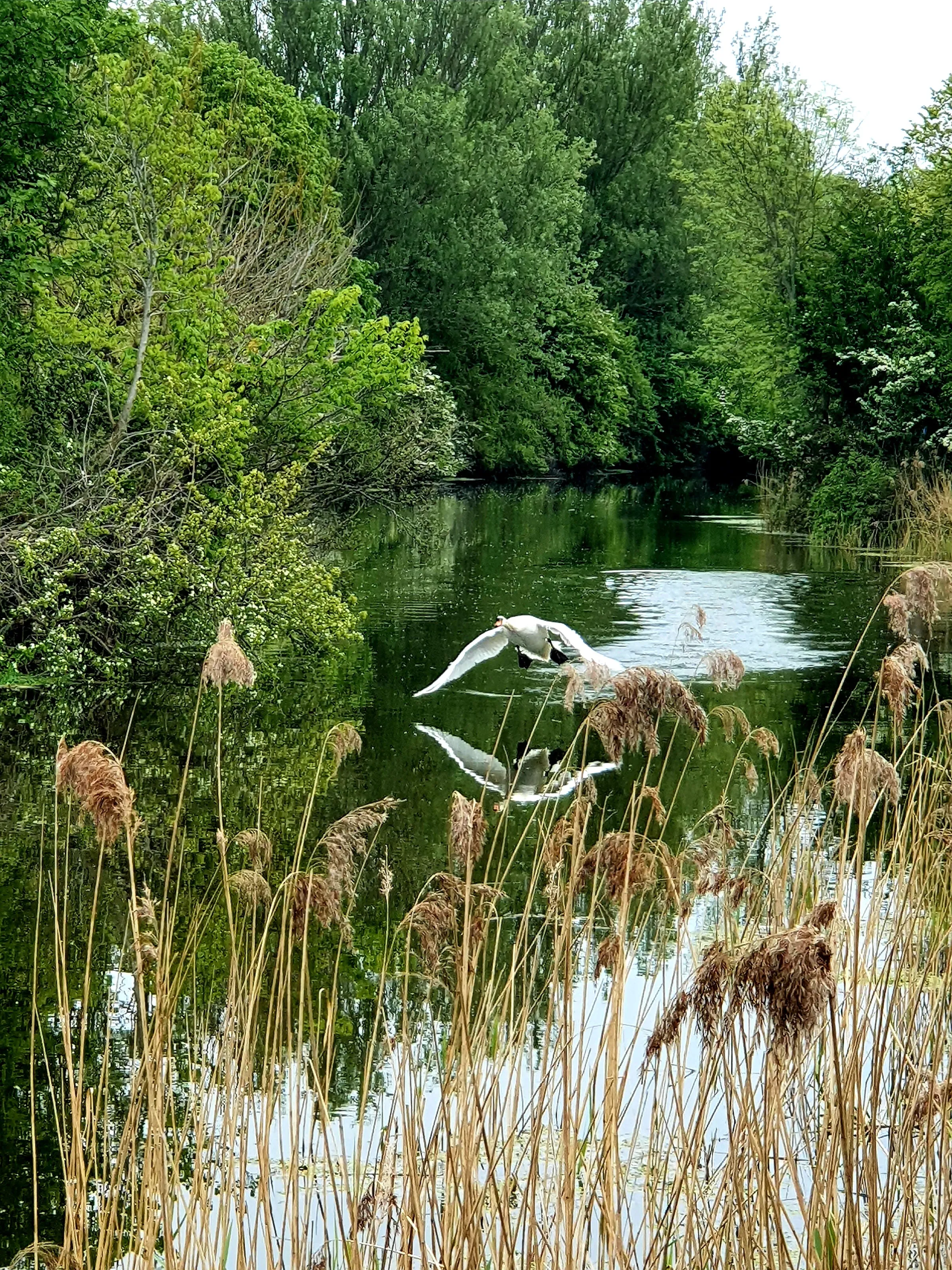Swan