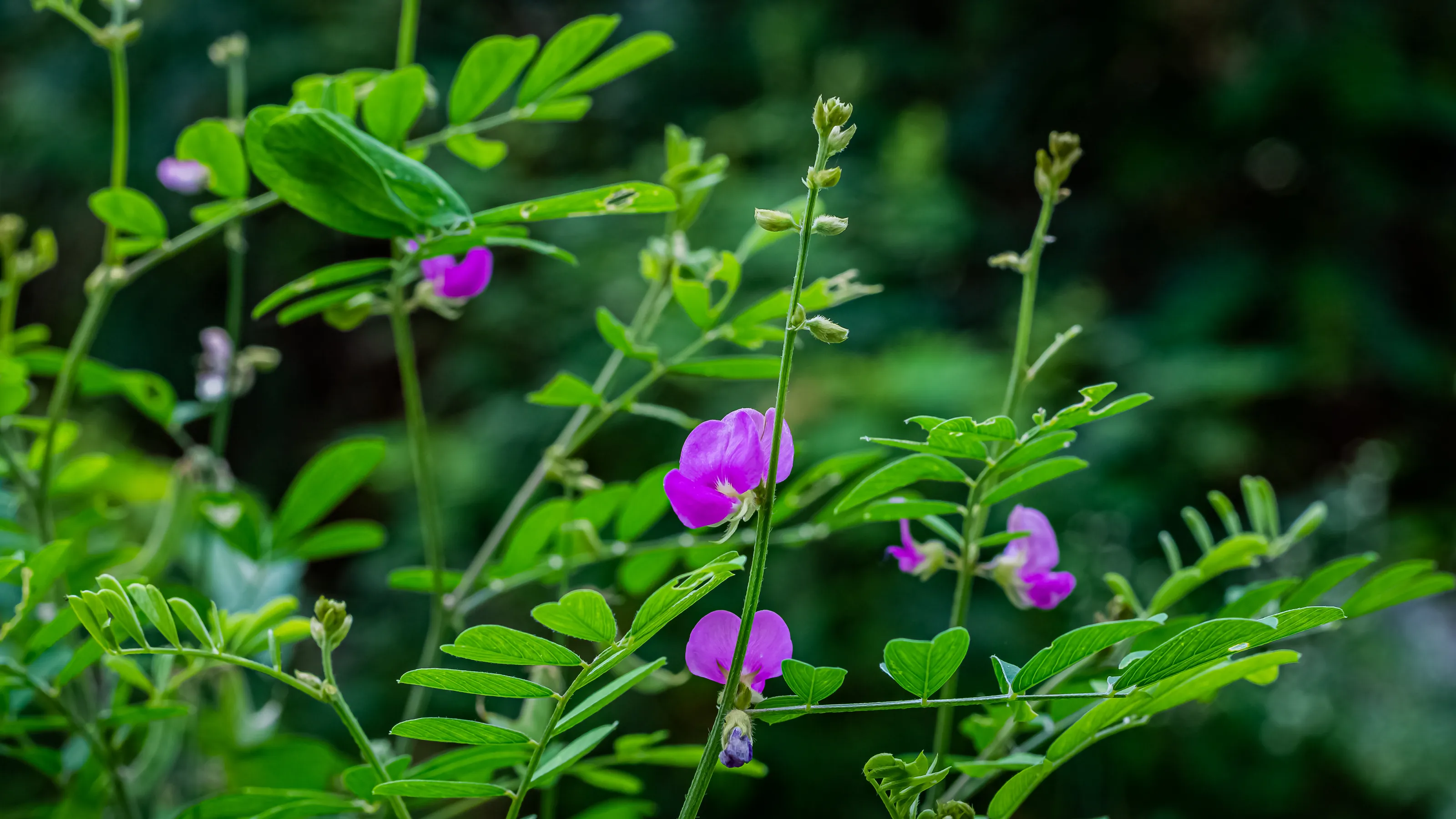 Tephrosia purpurea