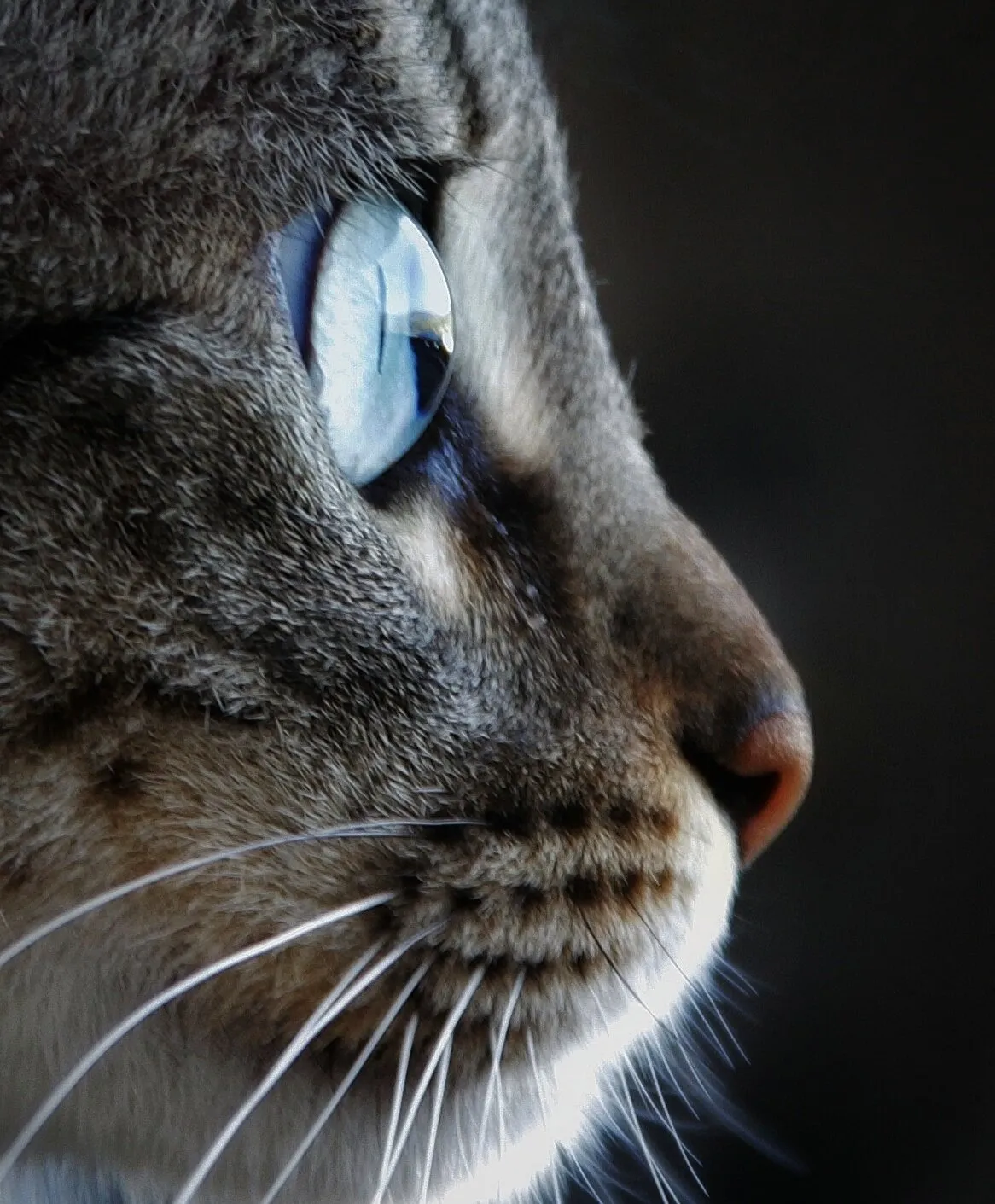 Blue eyes
