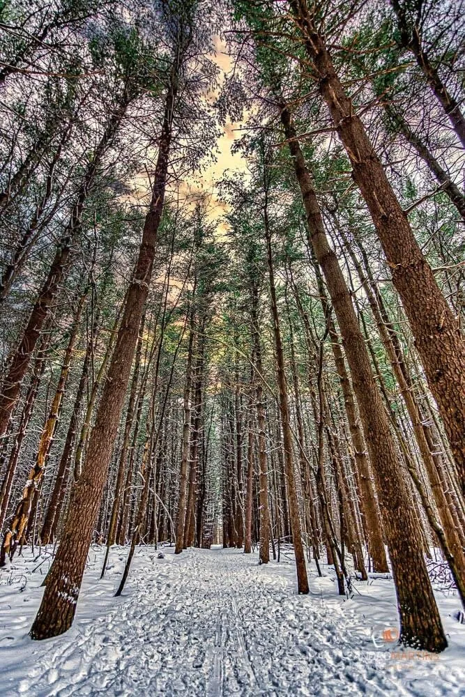 Frozen Pines