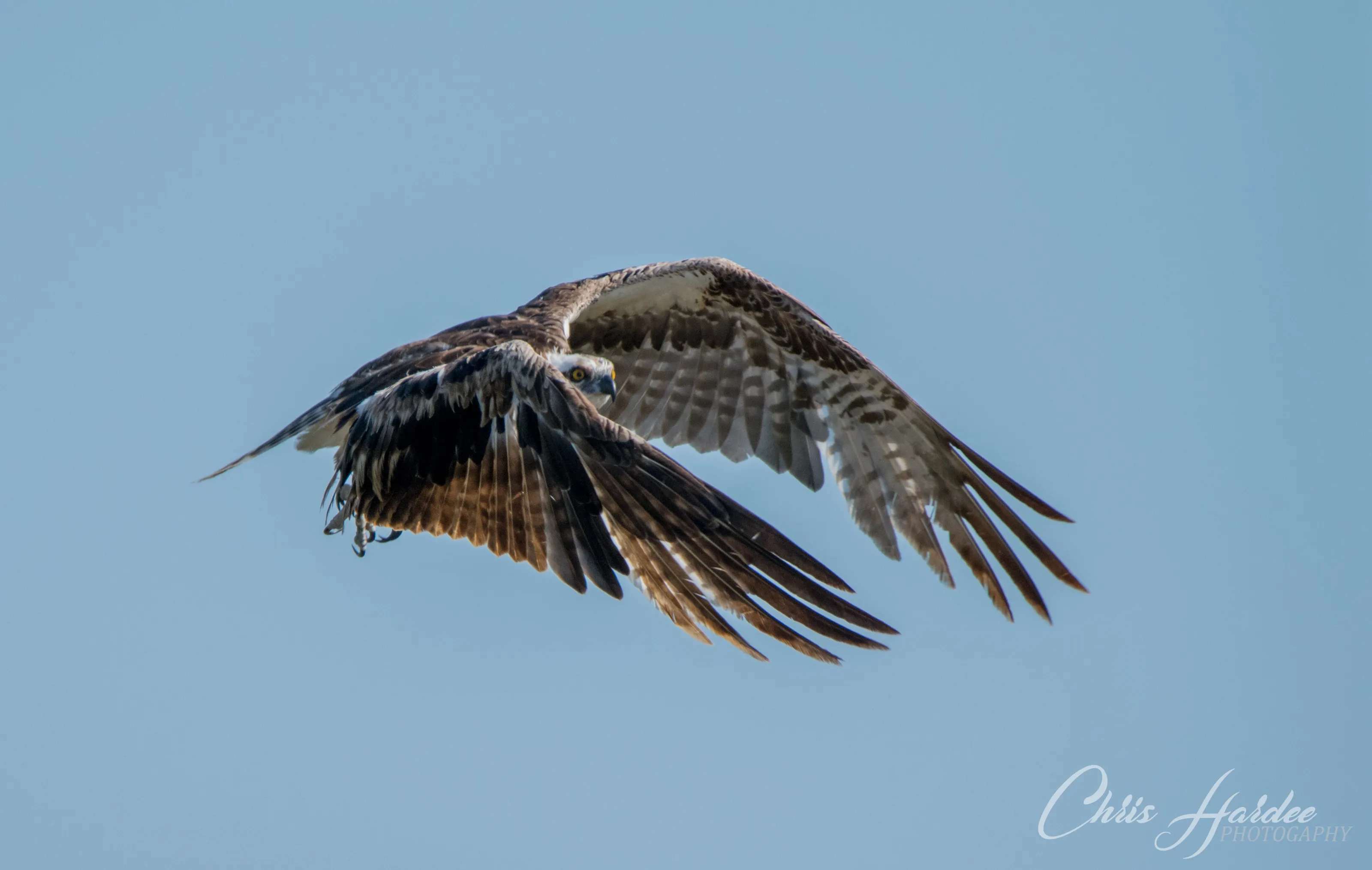 Flight of the Osprey
