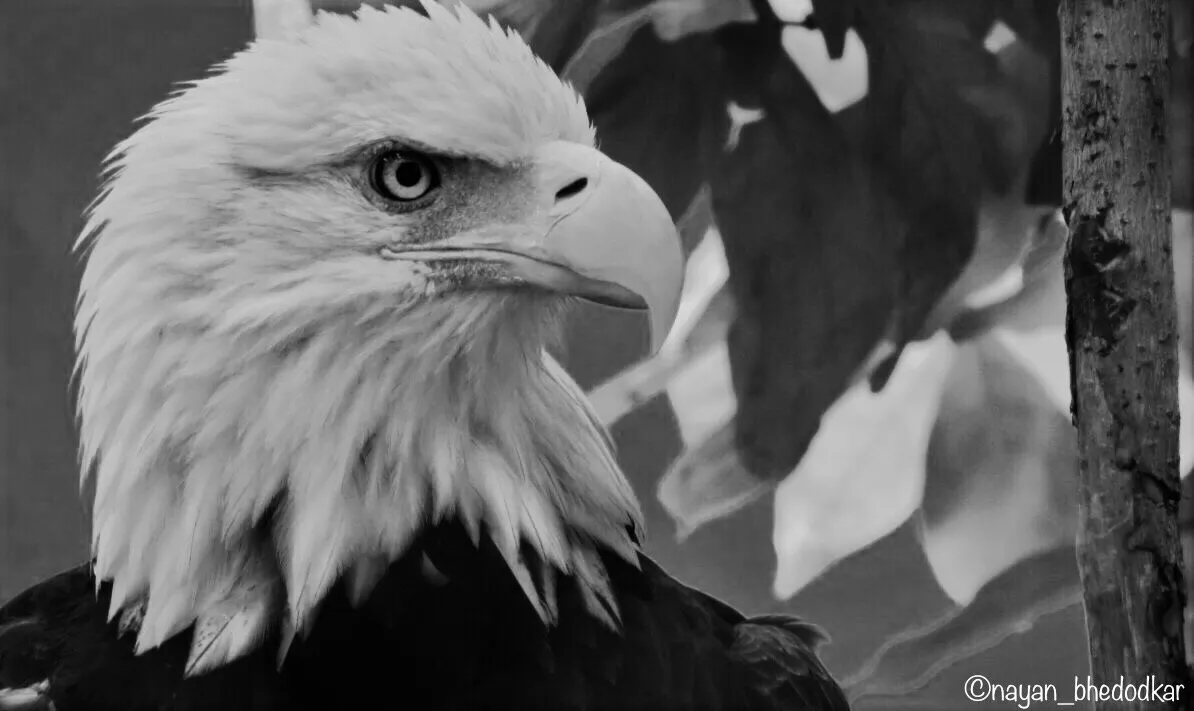 Bald eagle