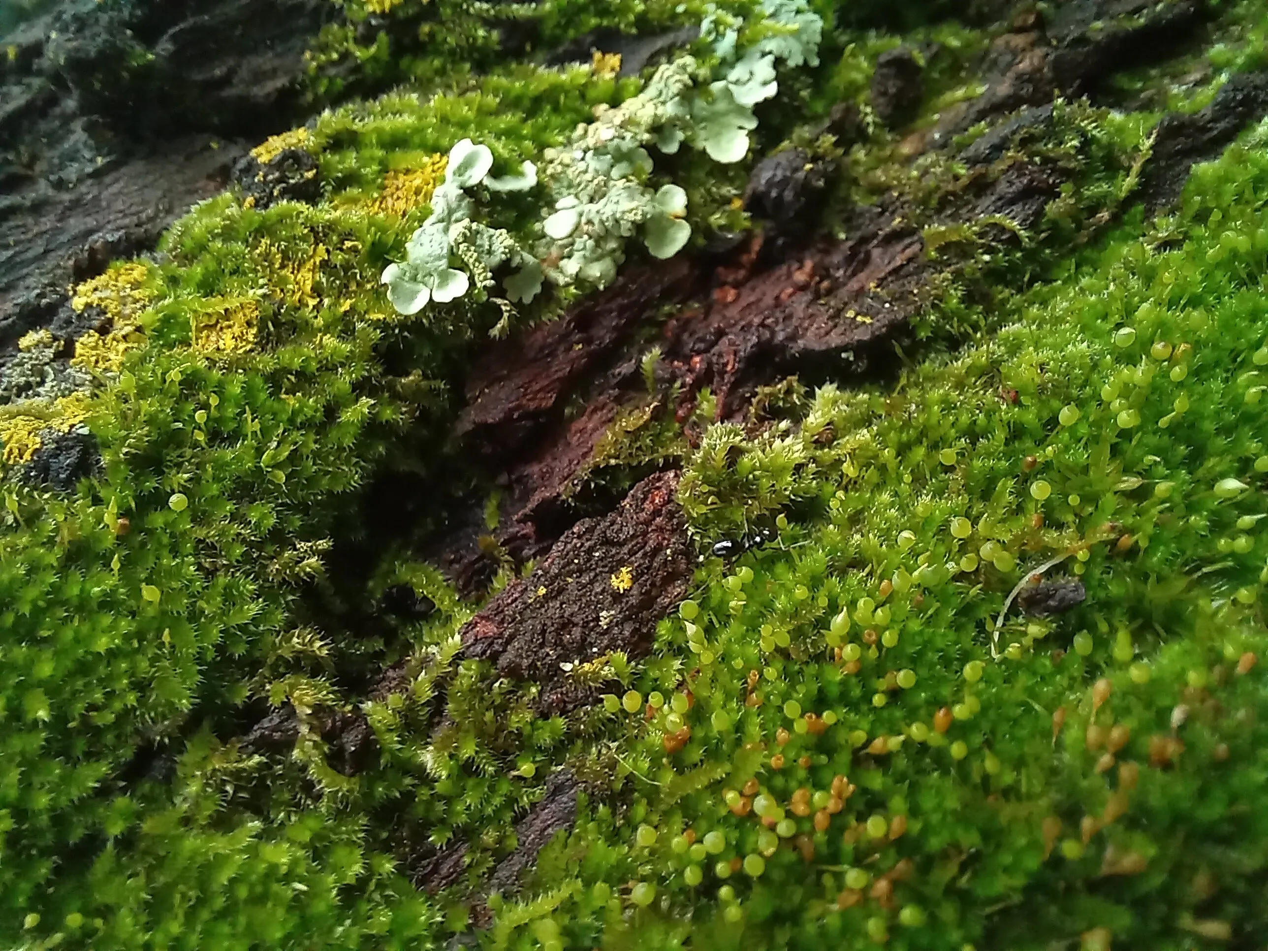 Ant on moss, my parents garden, Craighall Park JHB SA