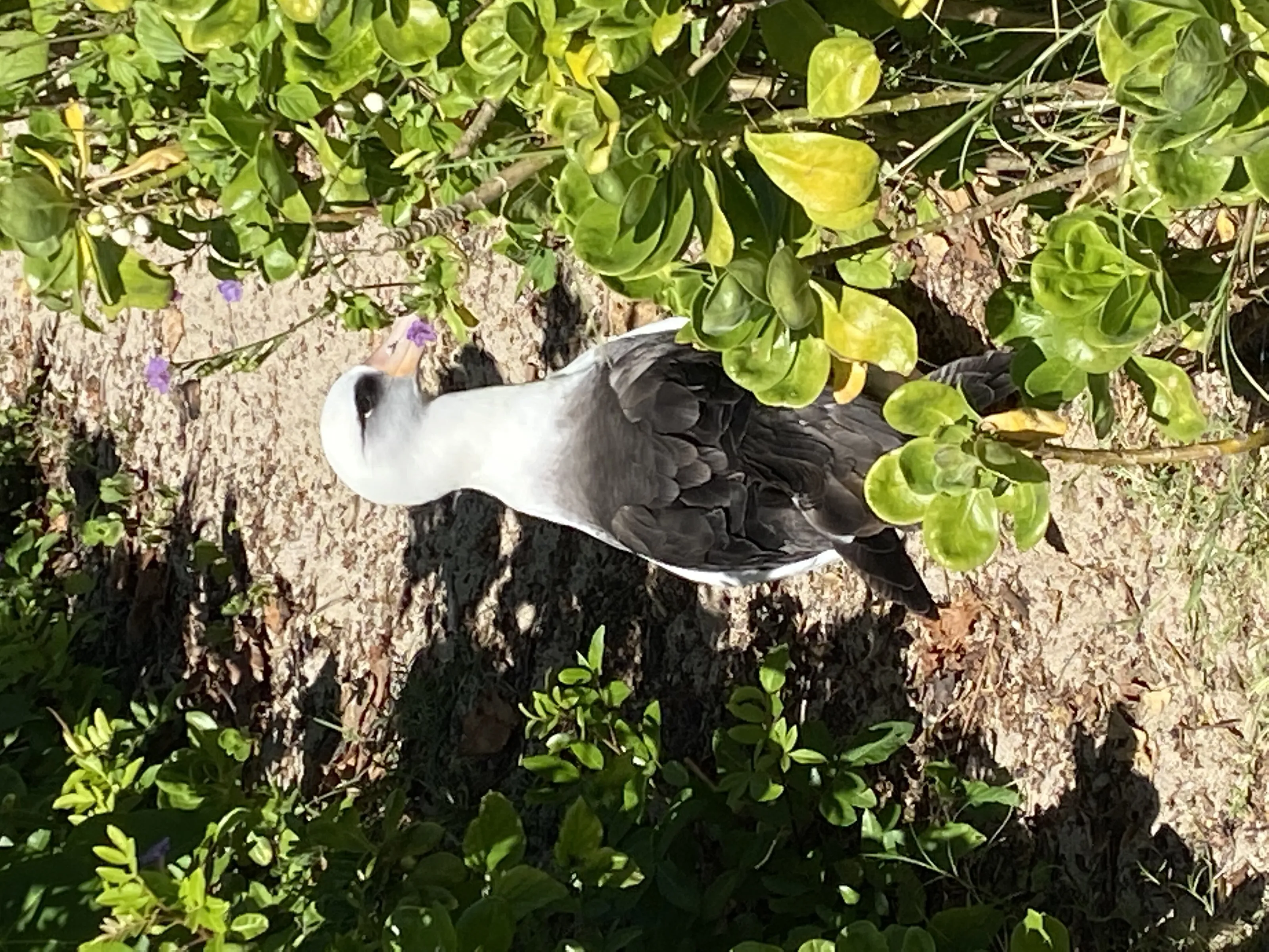 Albatross picking flowers