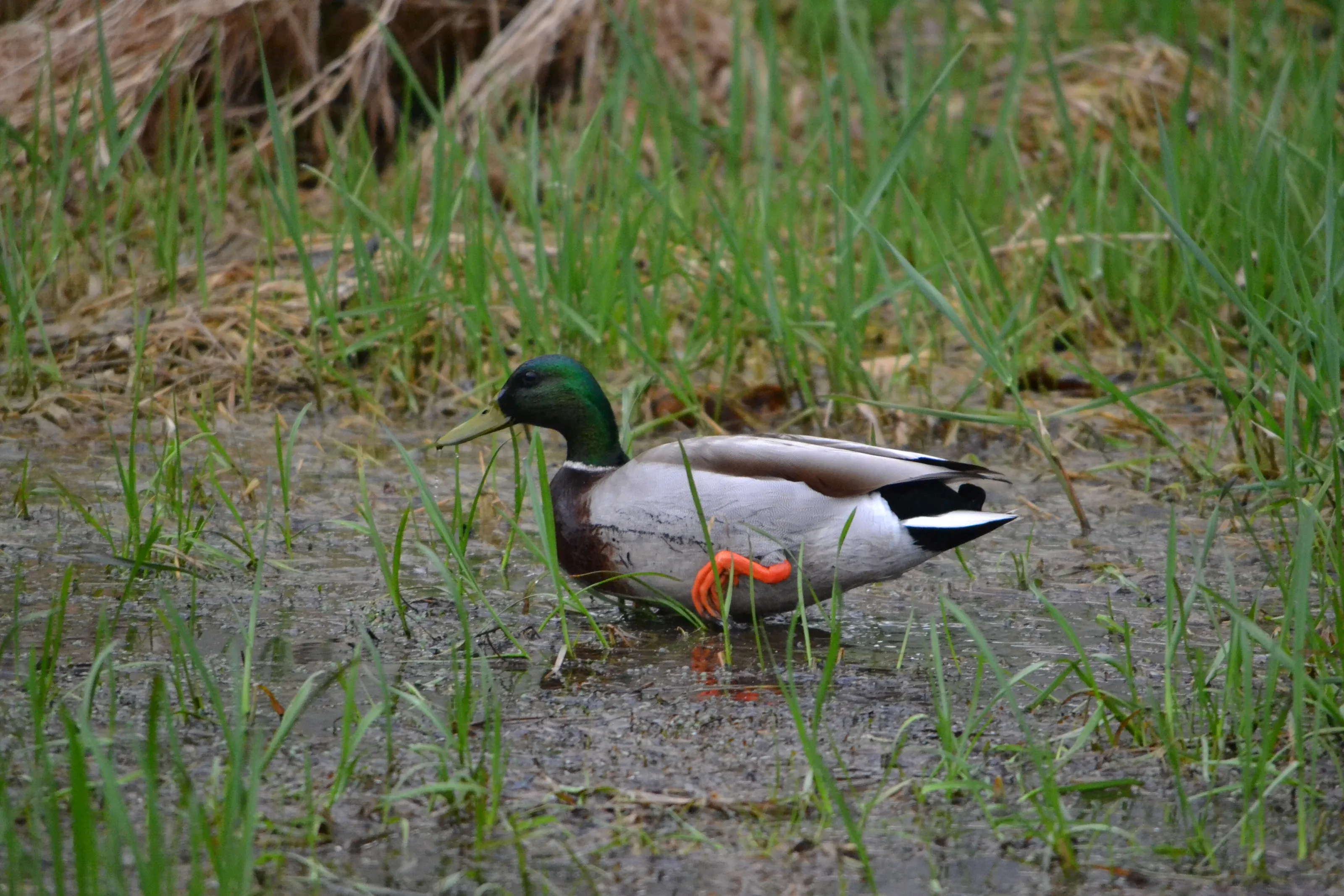 Early May Green Head