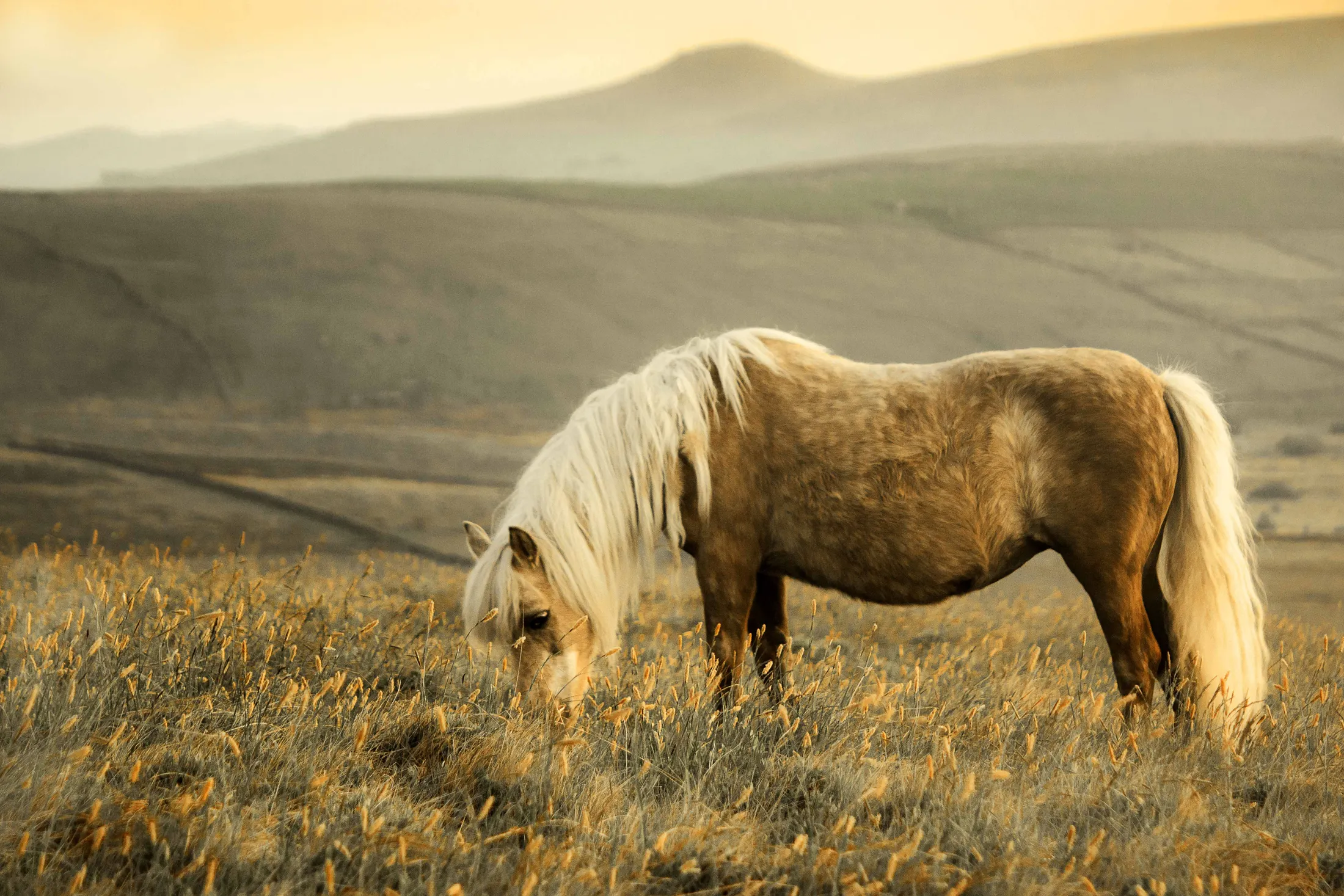 Mountain Pony