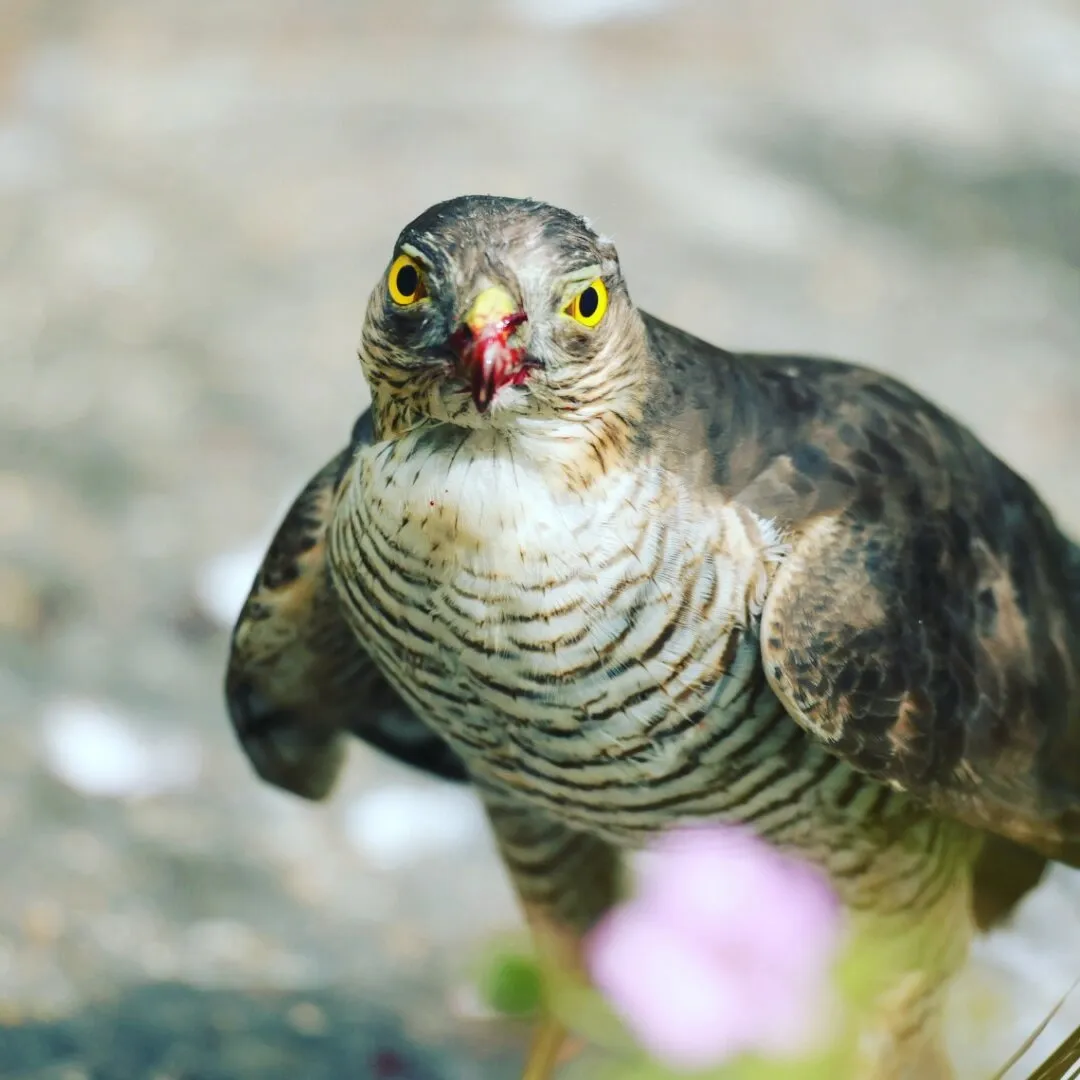 Sparrowhawk lunchtime