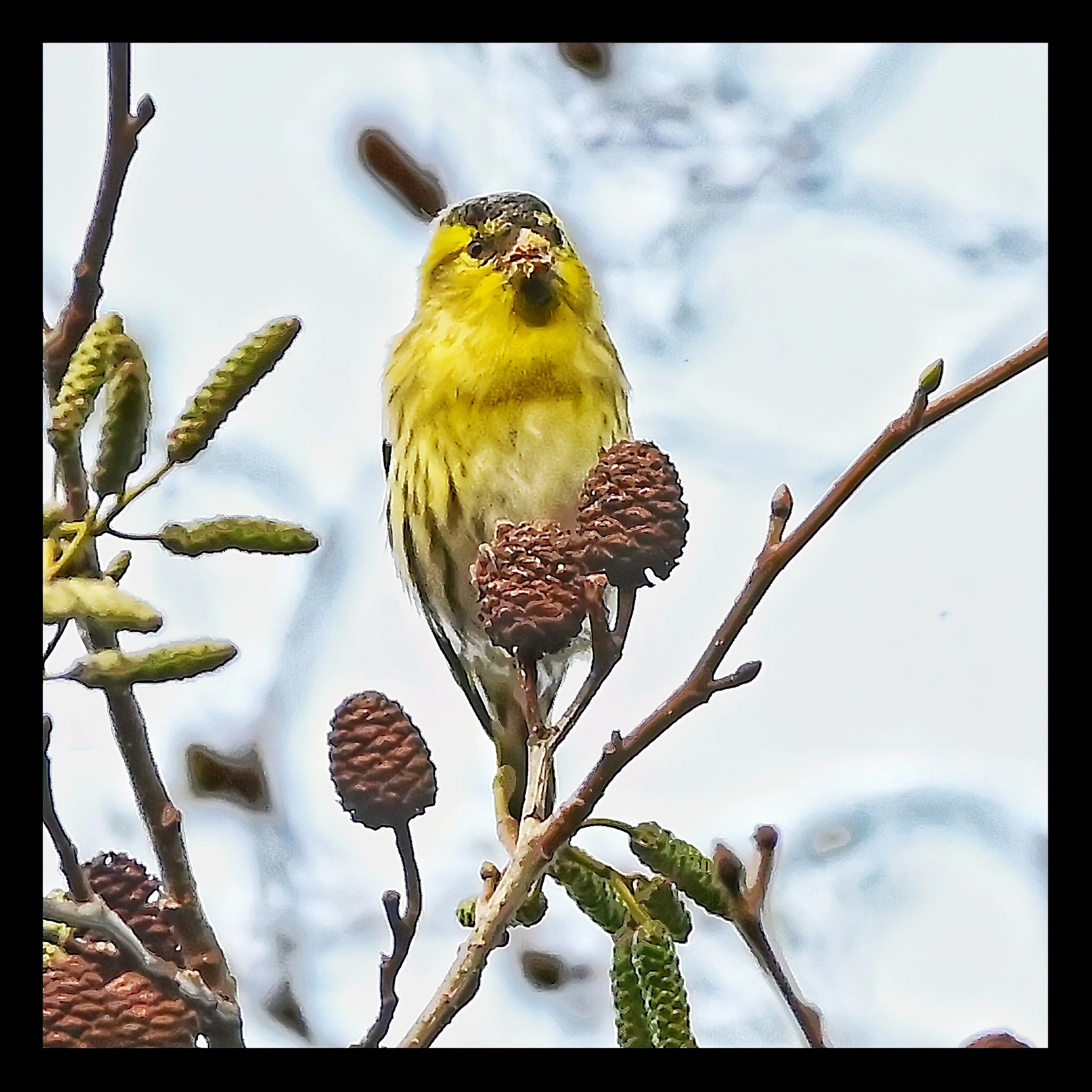 Male Siskin