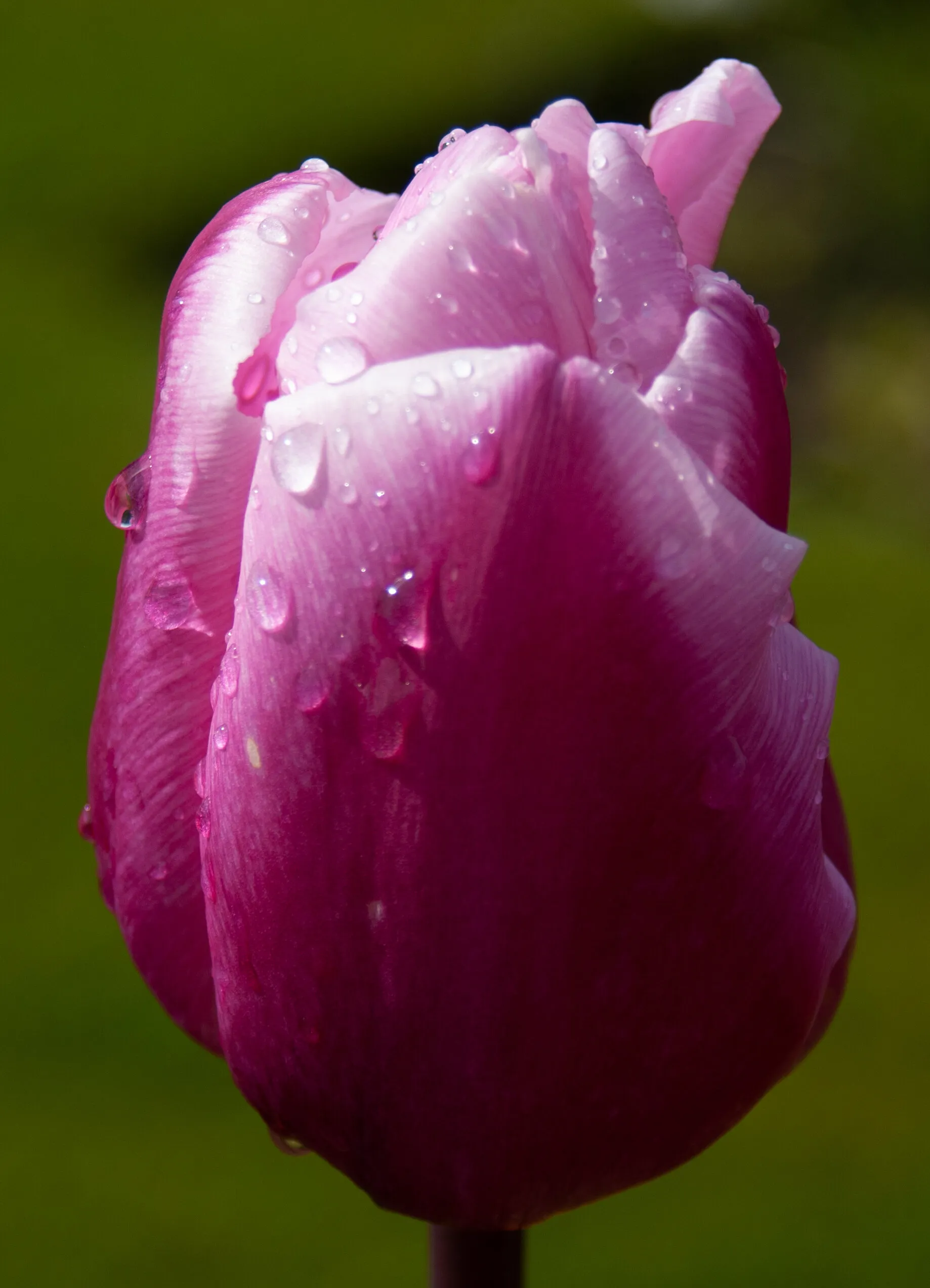 Wet Purple Tulip
