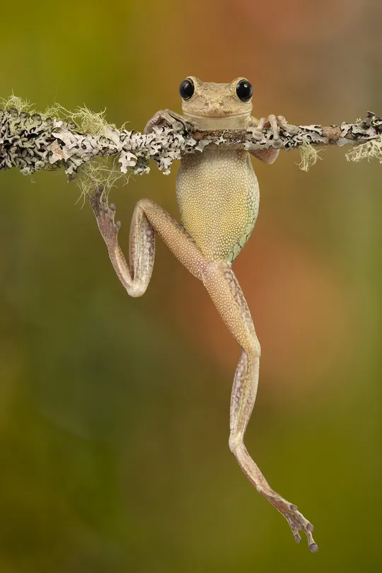 Cuban tree frog