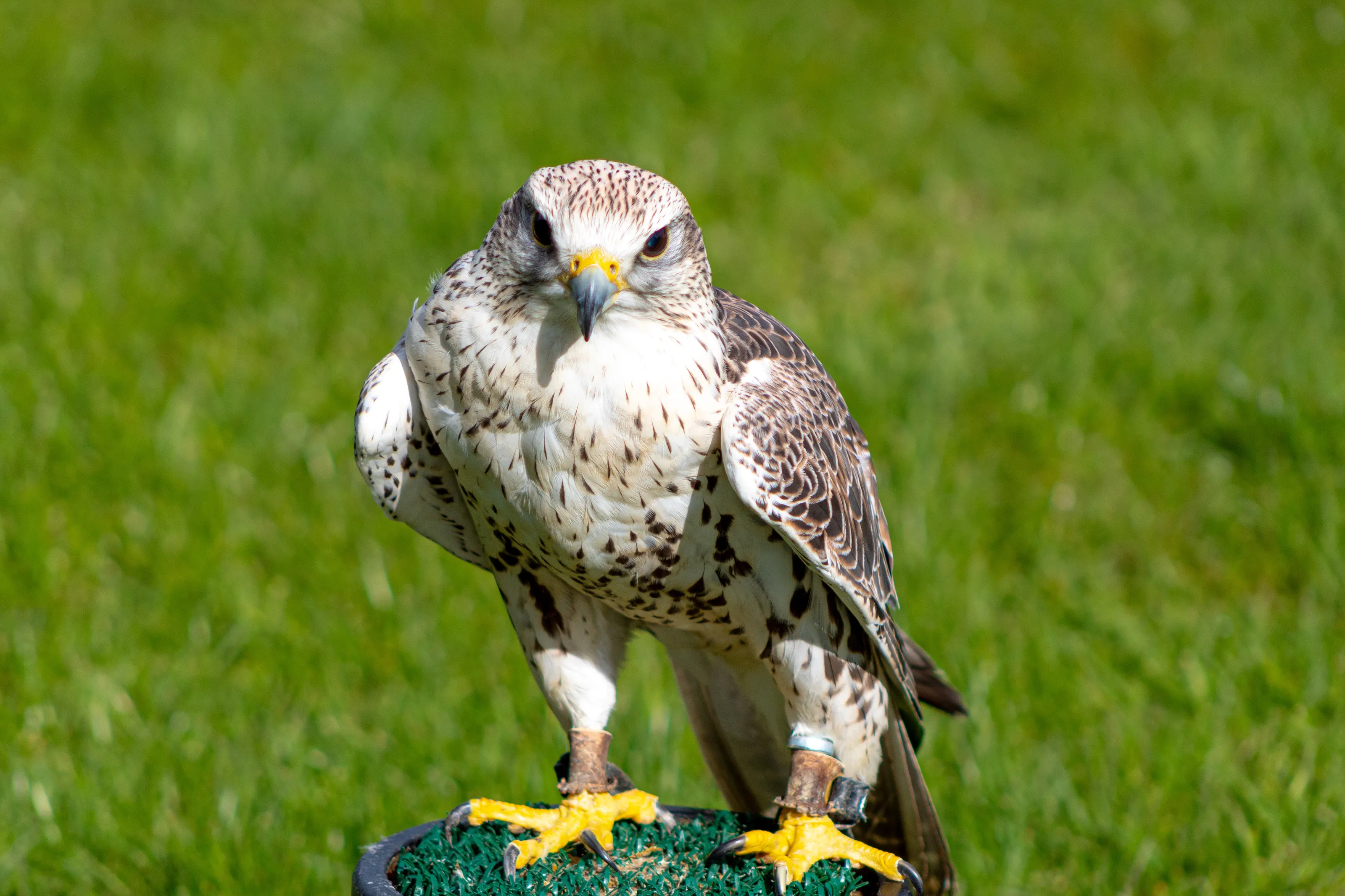 Hawk Eyes