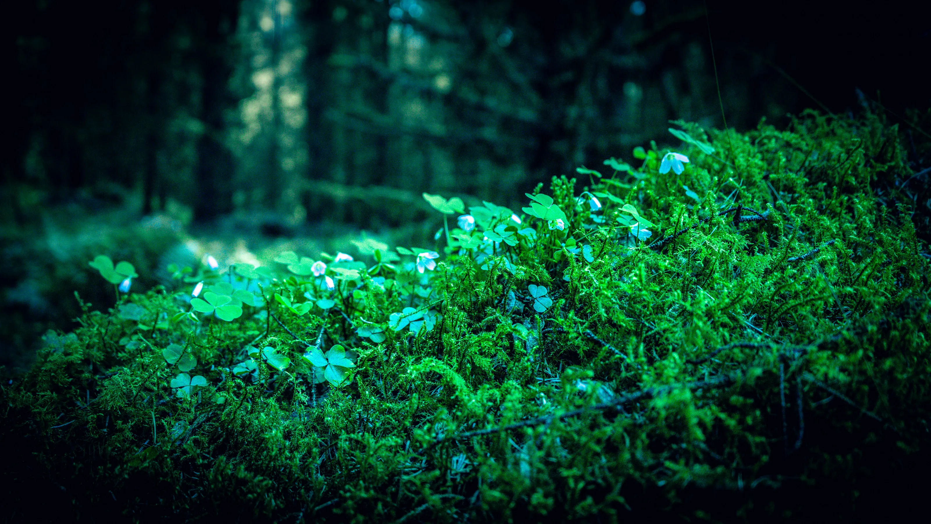 Four-leaf clocer hunt