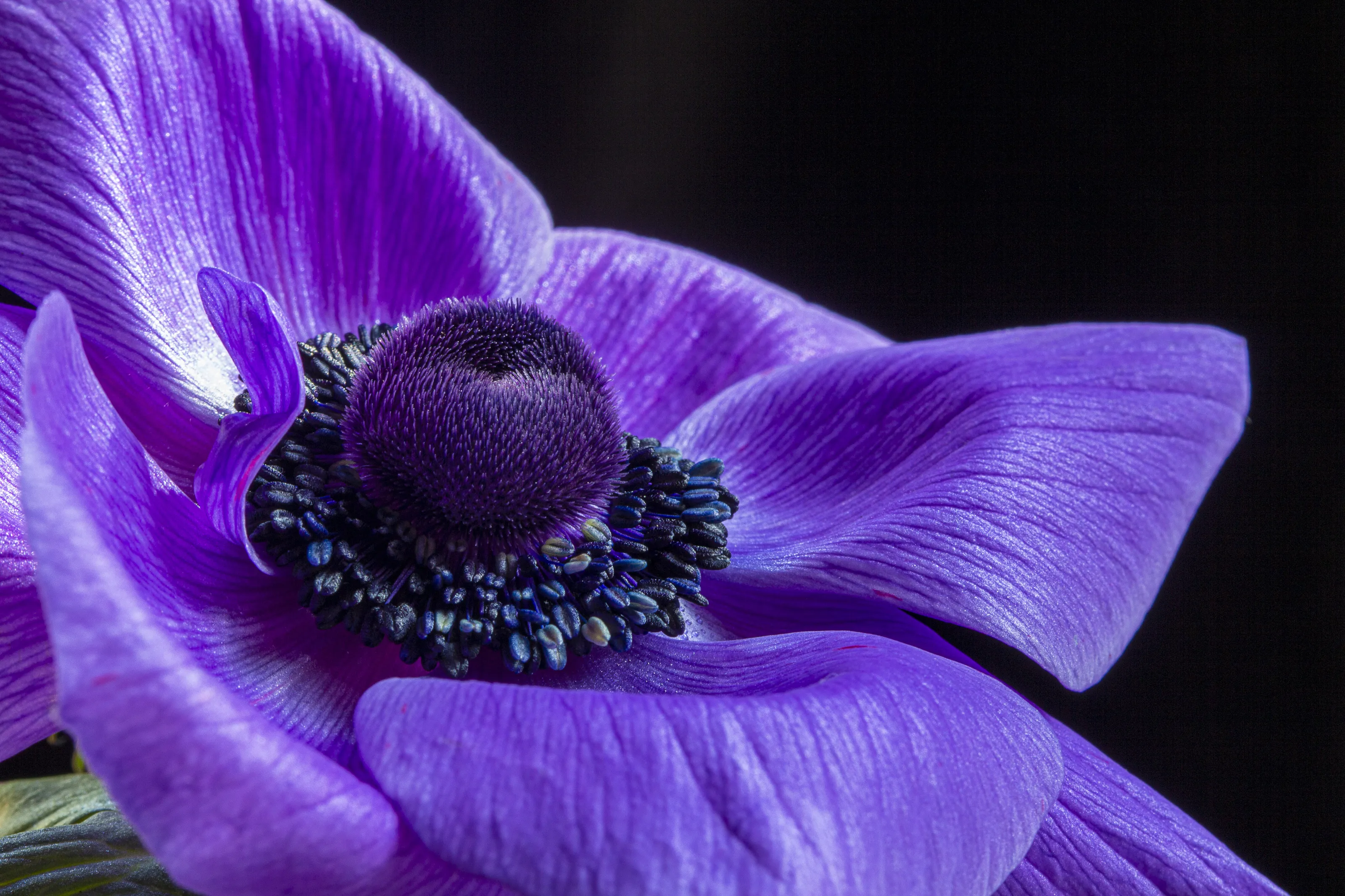Essence of the purple anemone